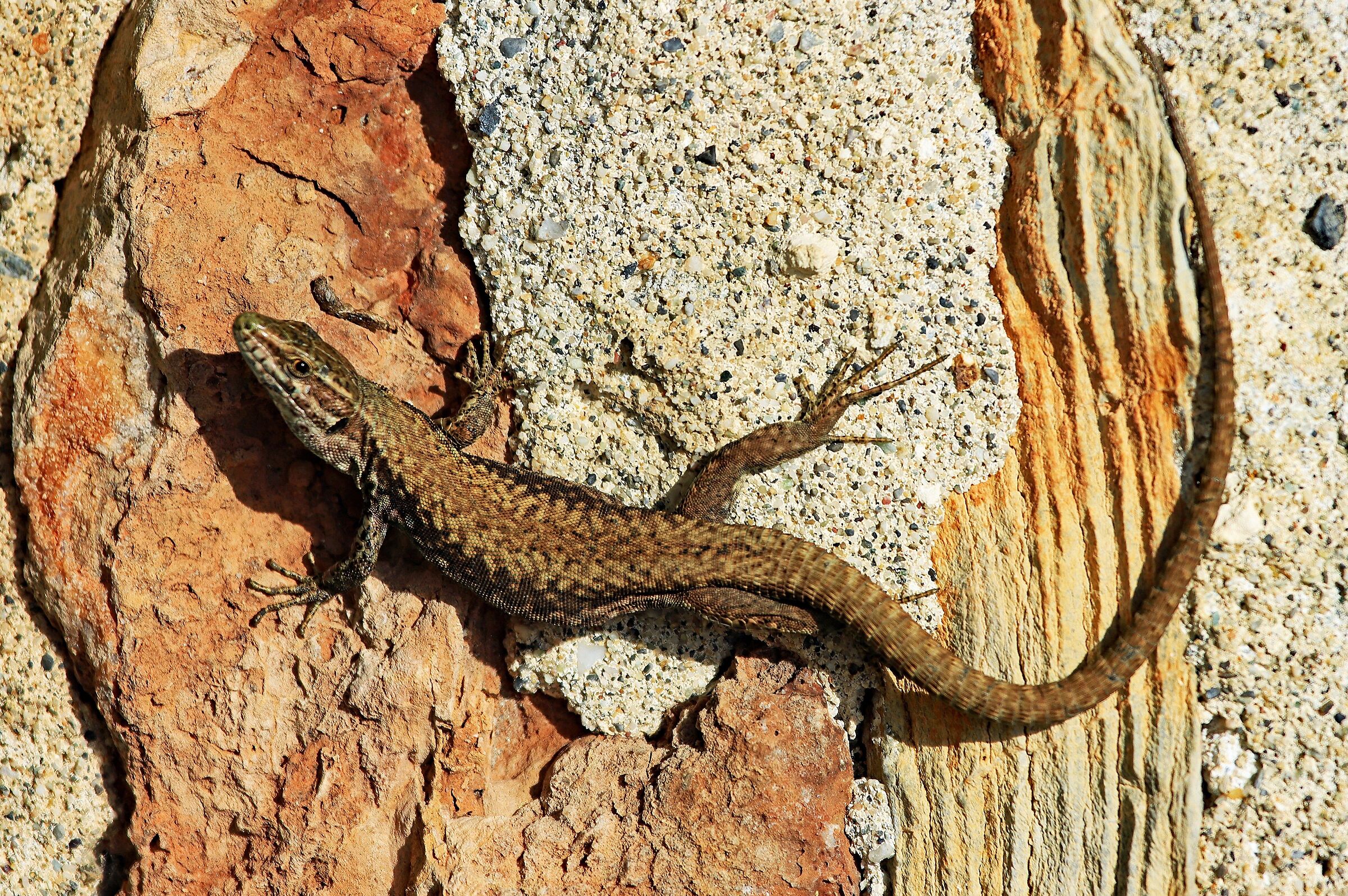 Lucertola su muro