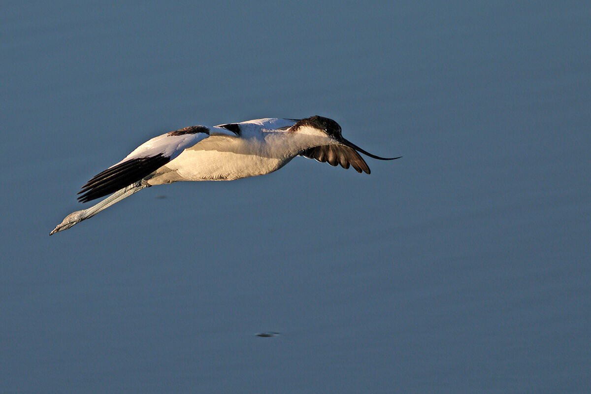 Avocetta