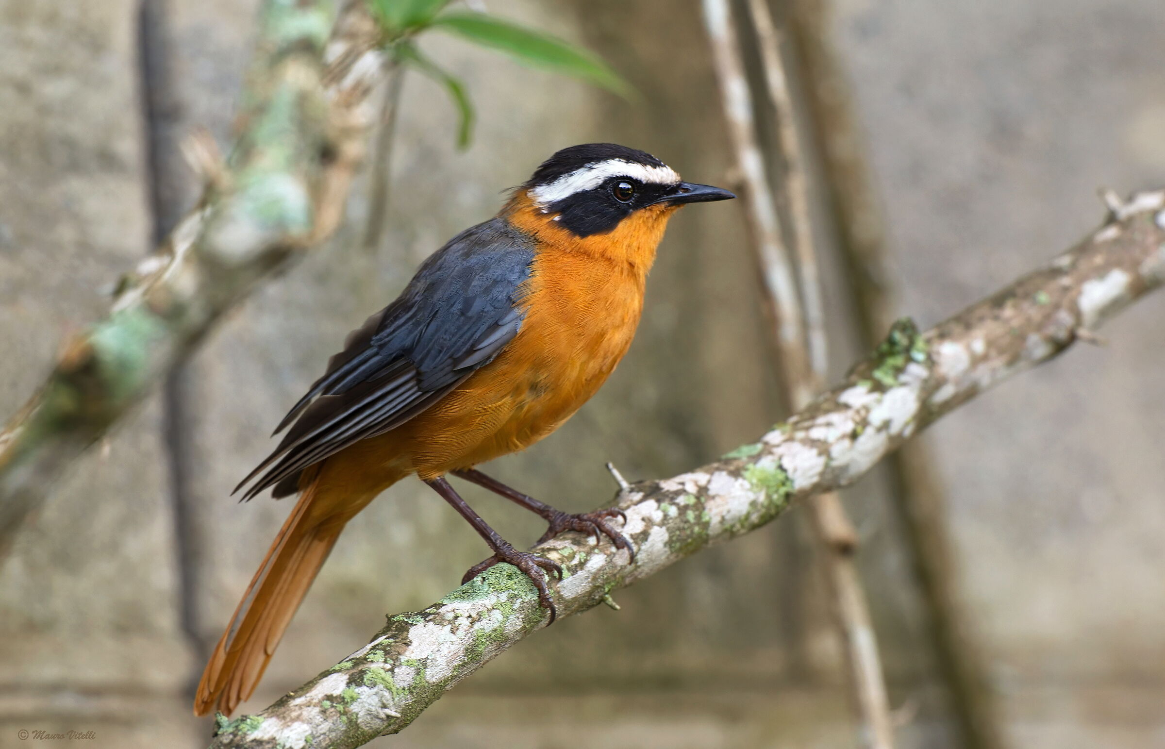 Pettirosso dai sopraccigli bianchi (Cossypha heuglini)