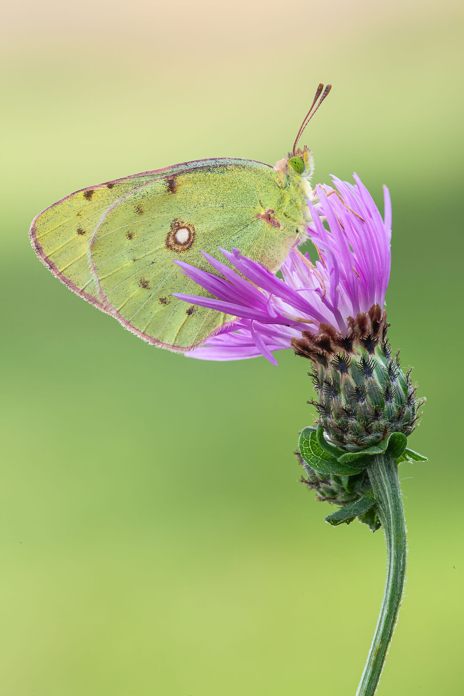 Colias crocea