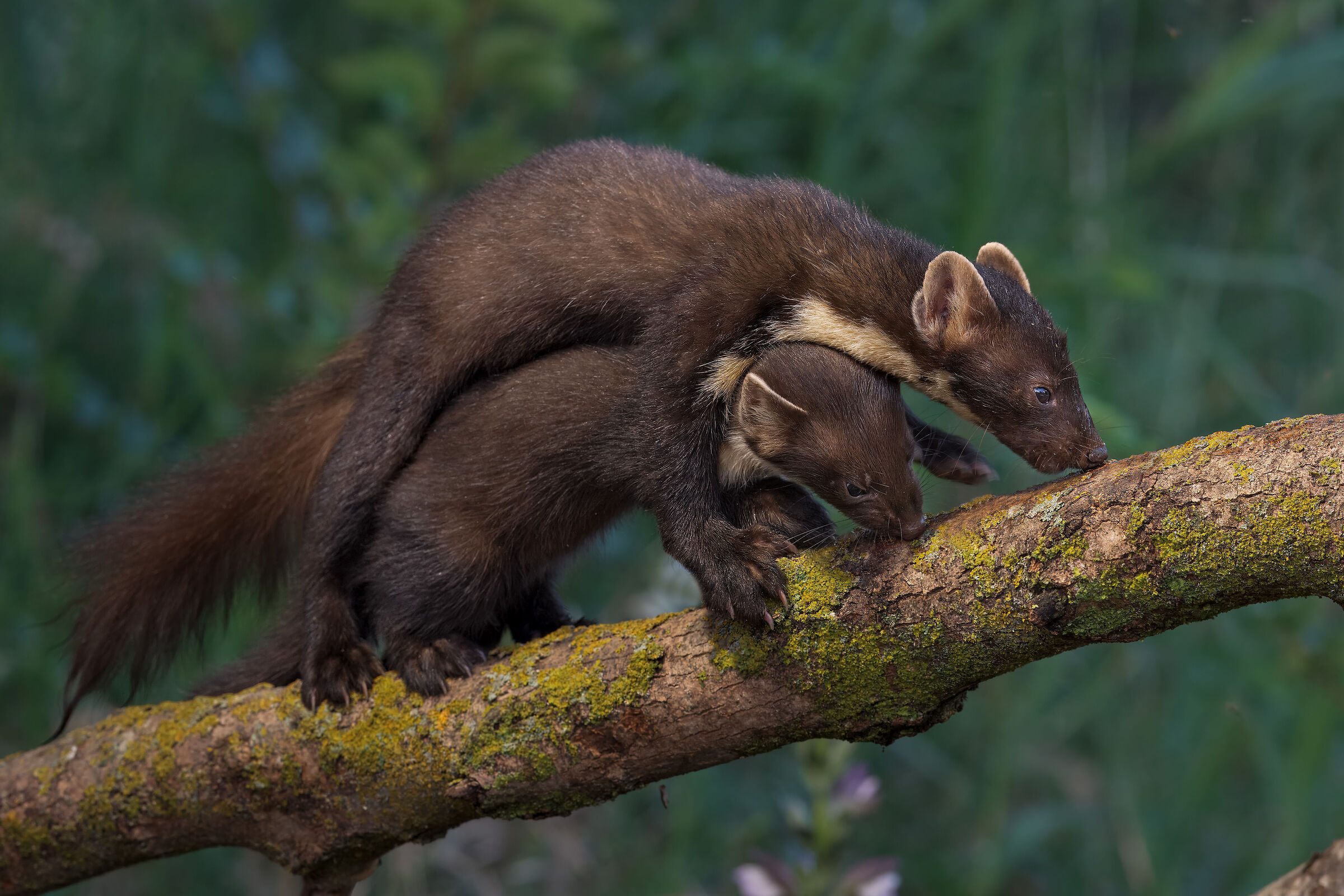 Martora, madre e figlia