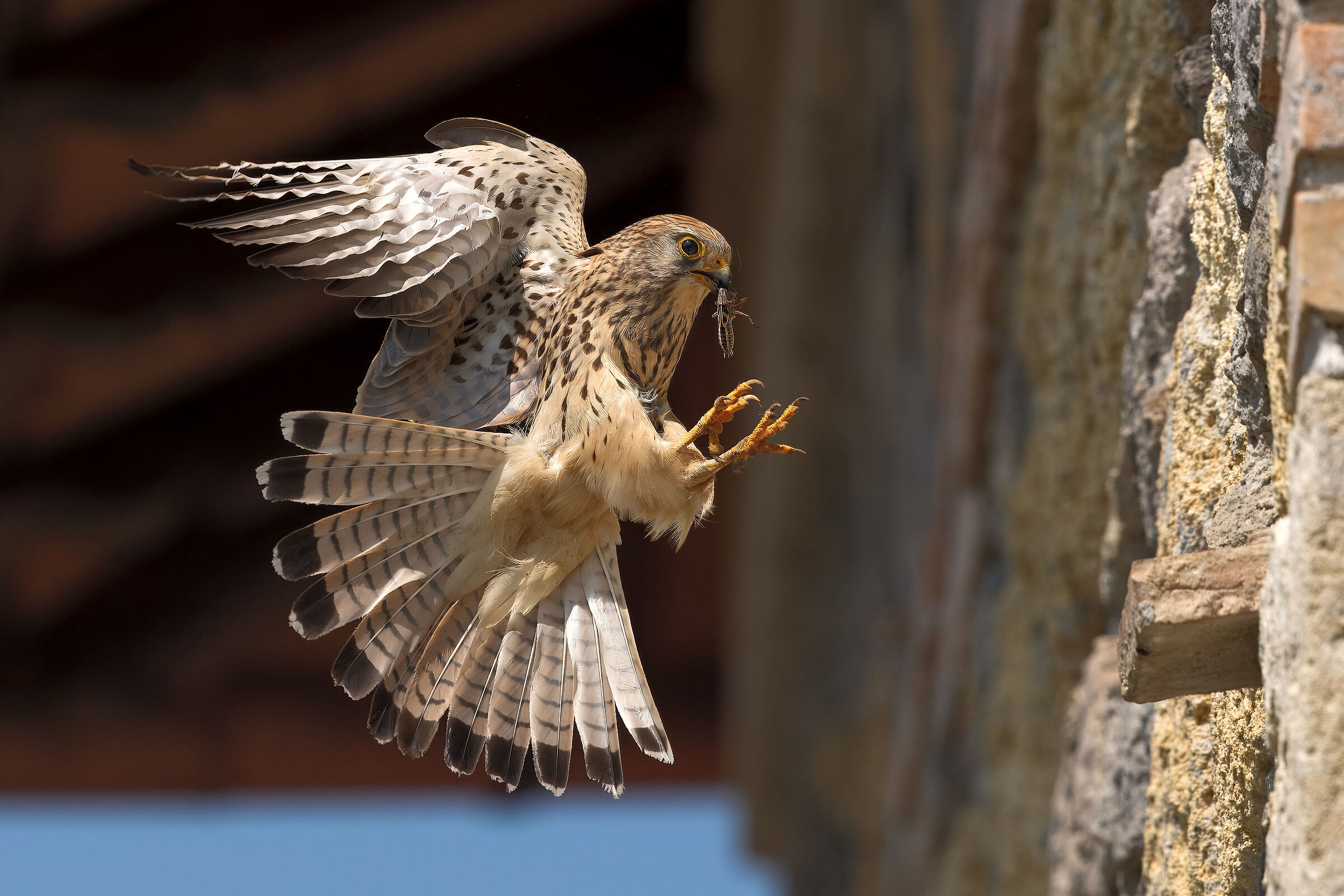 Lesser Kestrel Falcon