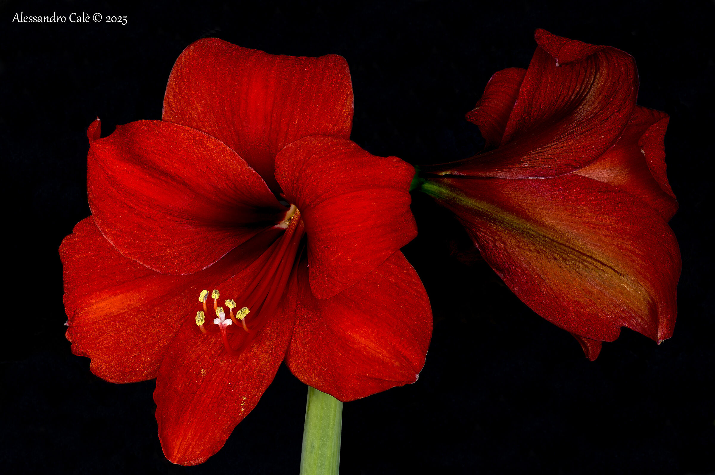 Amaryllis 3537_46 FS