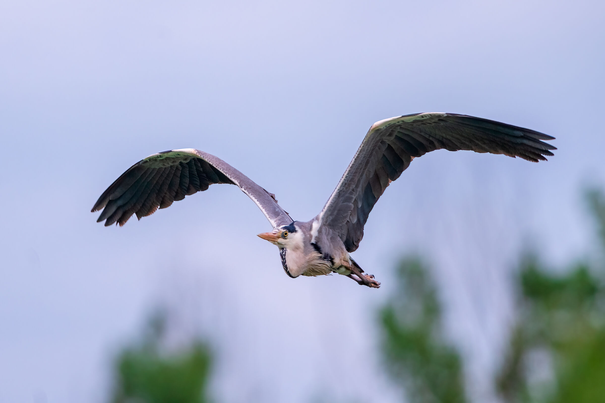The flight of the grey heron