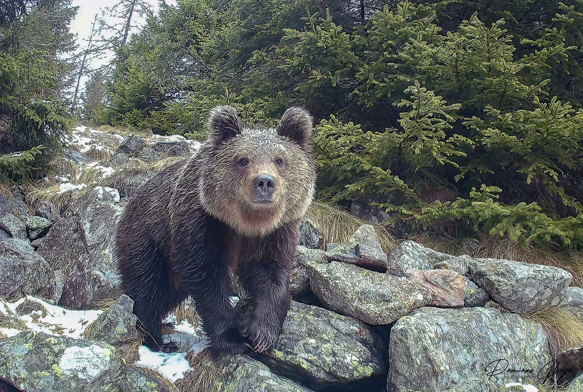 Orso bruno Valle Camonica