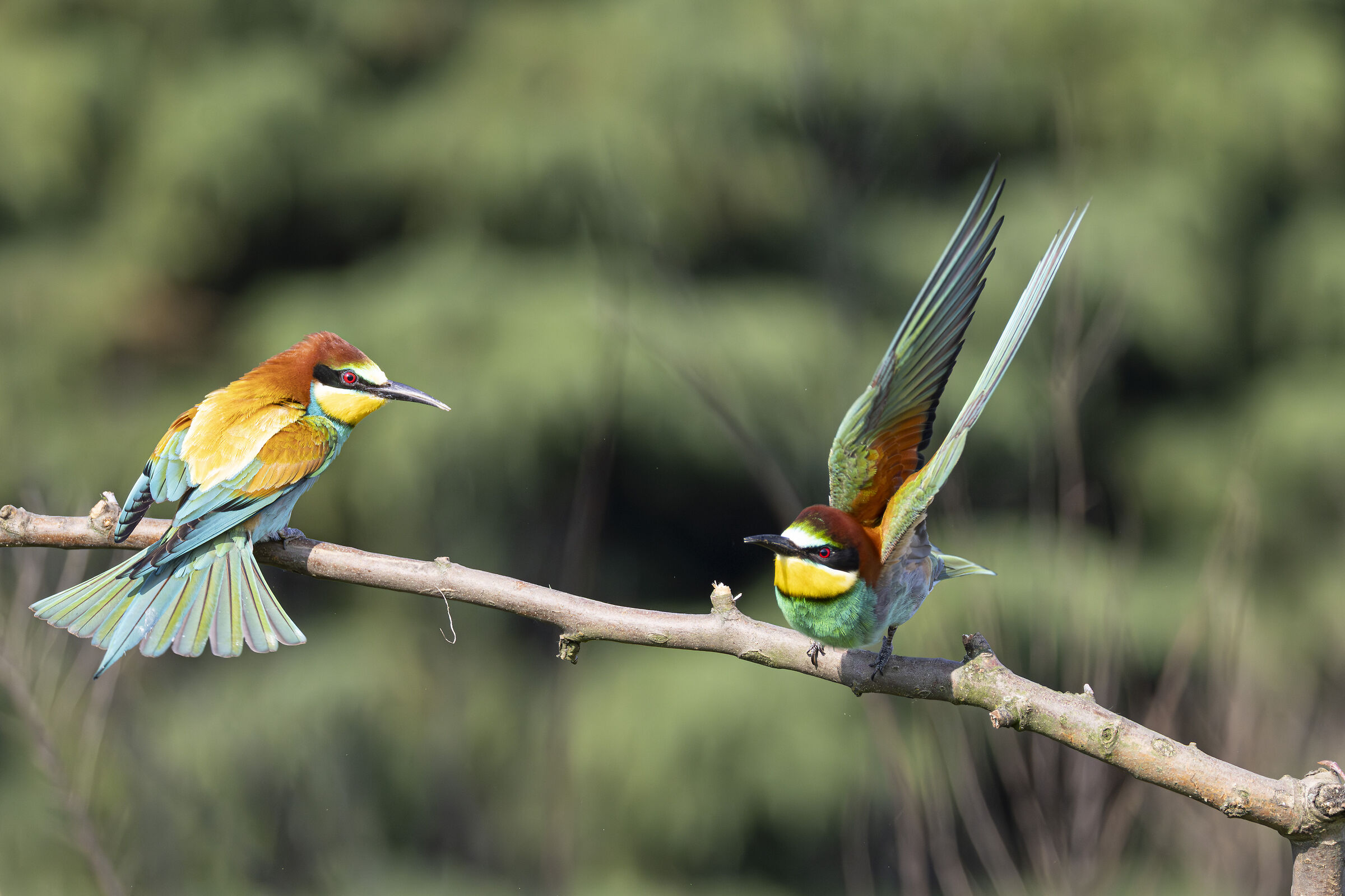 Bee-eaters