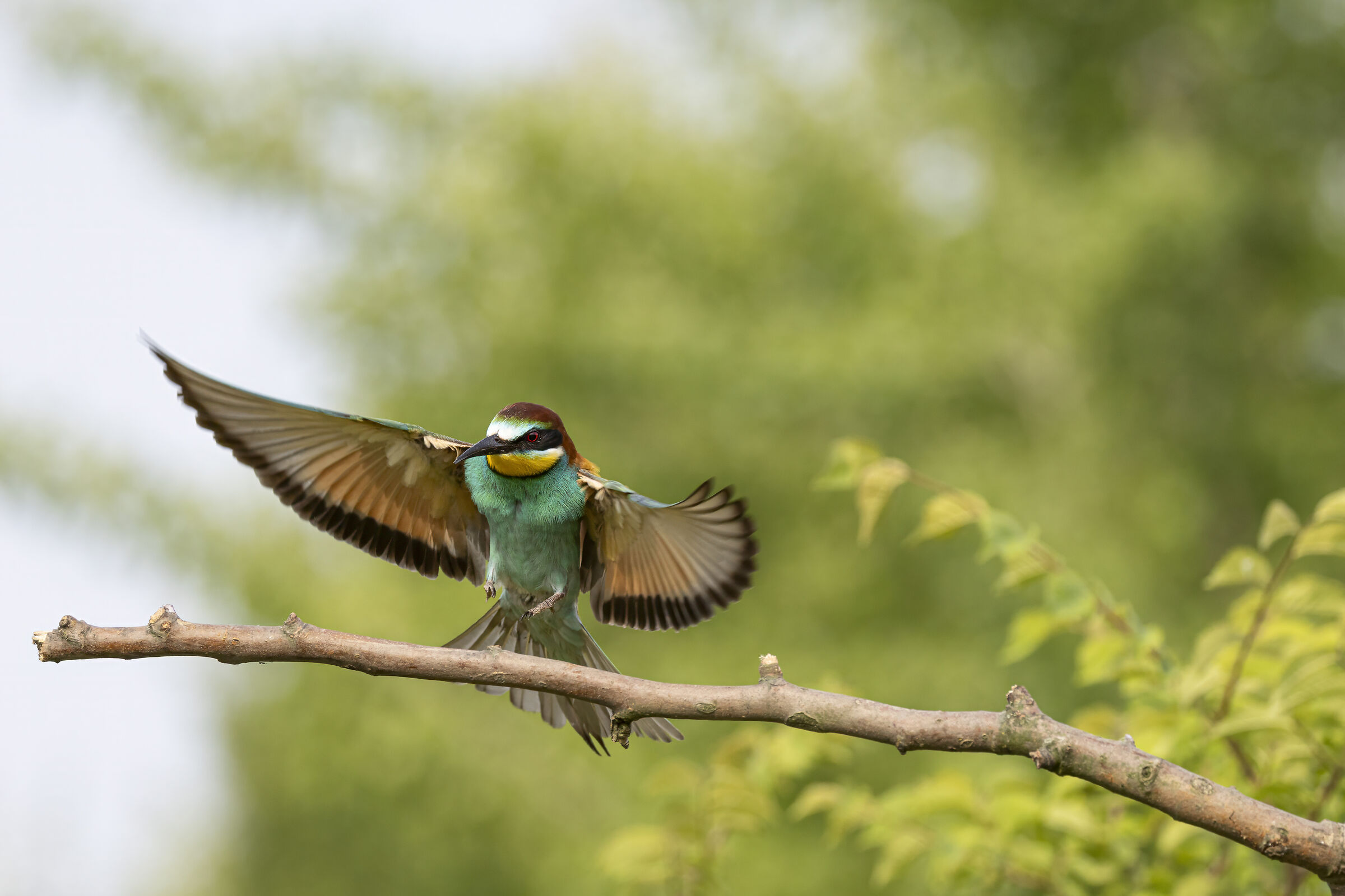 Bee-eater