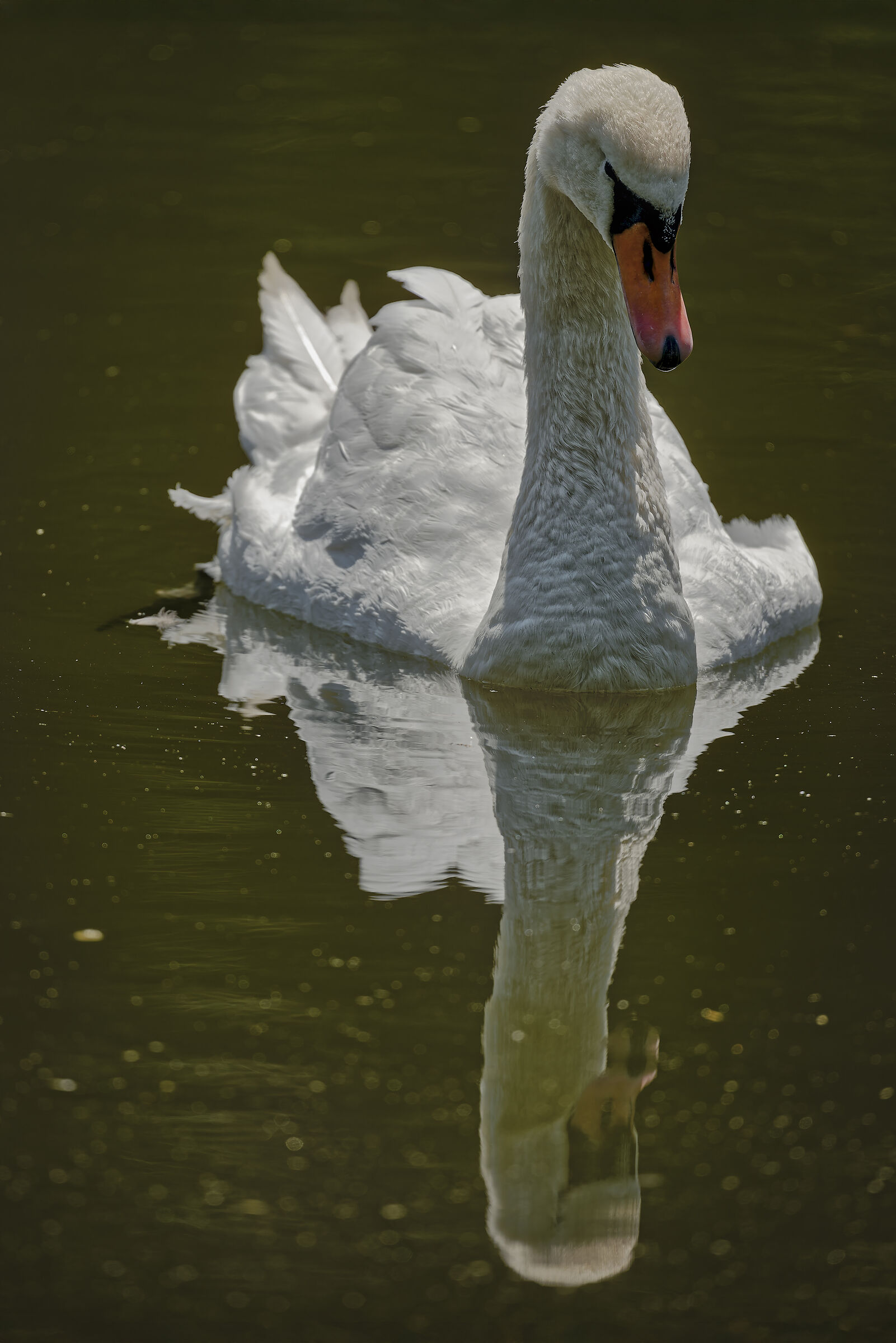Cigno Reale