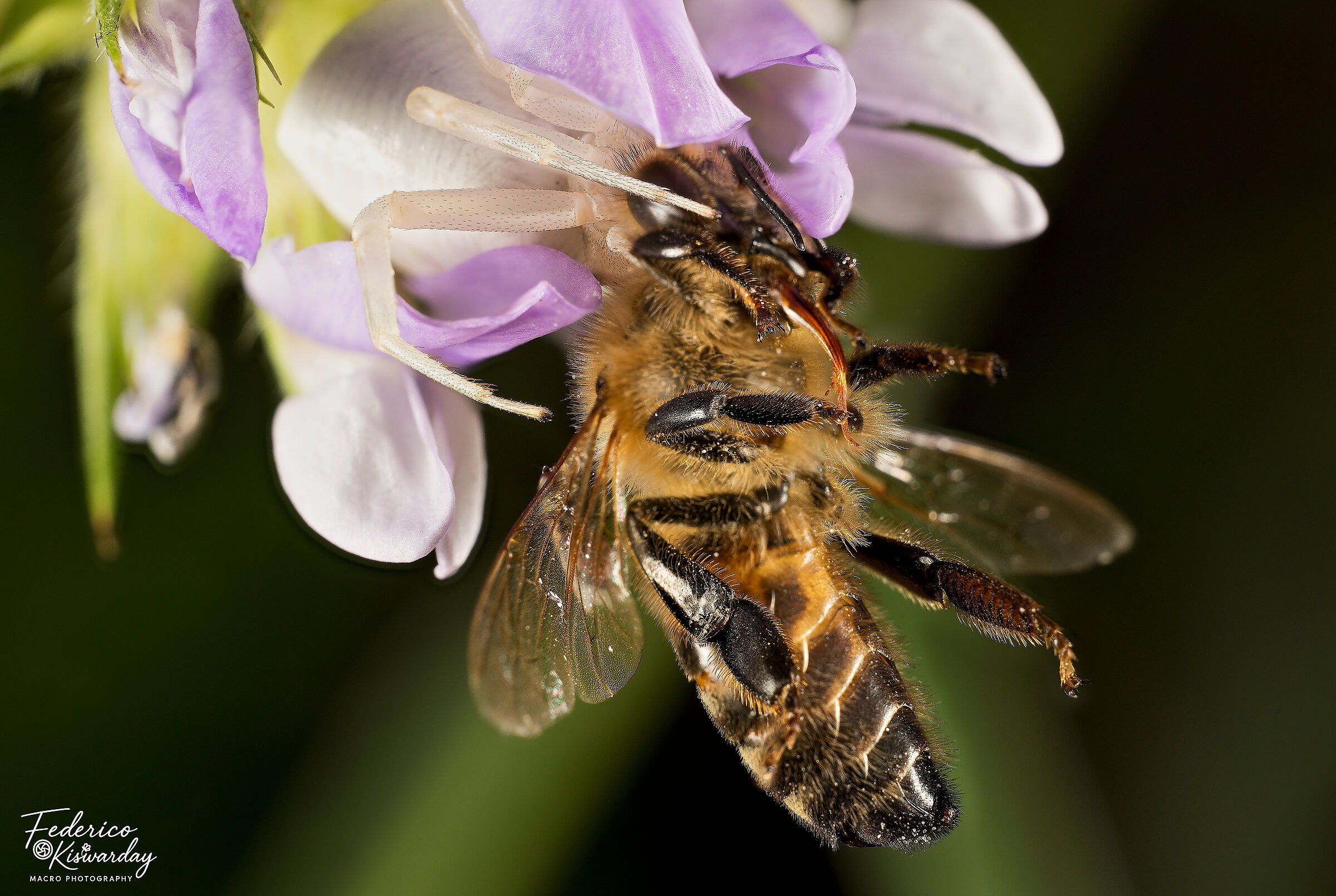 The Flower Mantis: Misumena Catches Foraging Bee