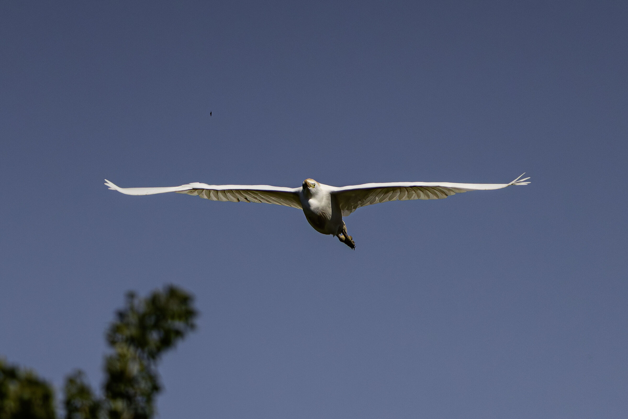 Guardabuoi in volo