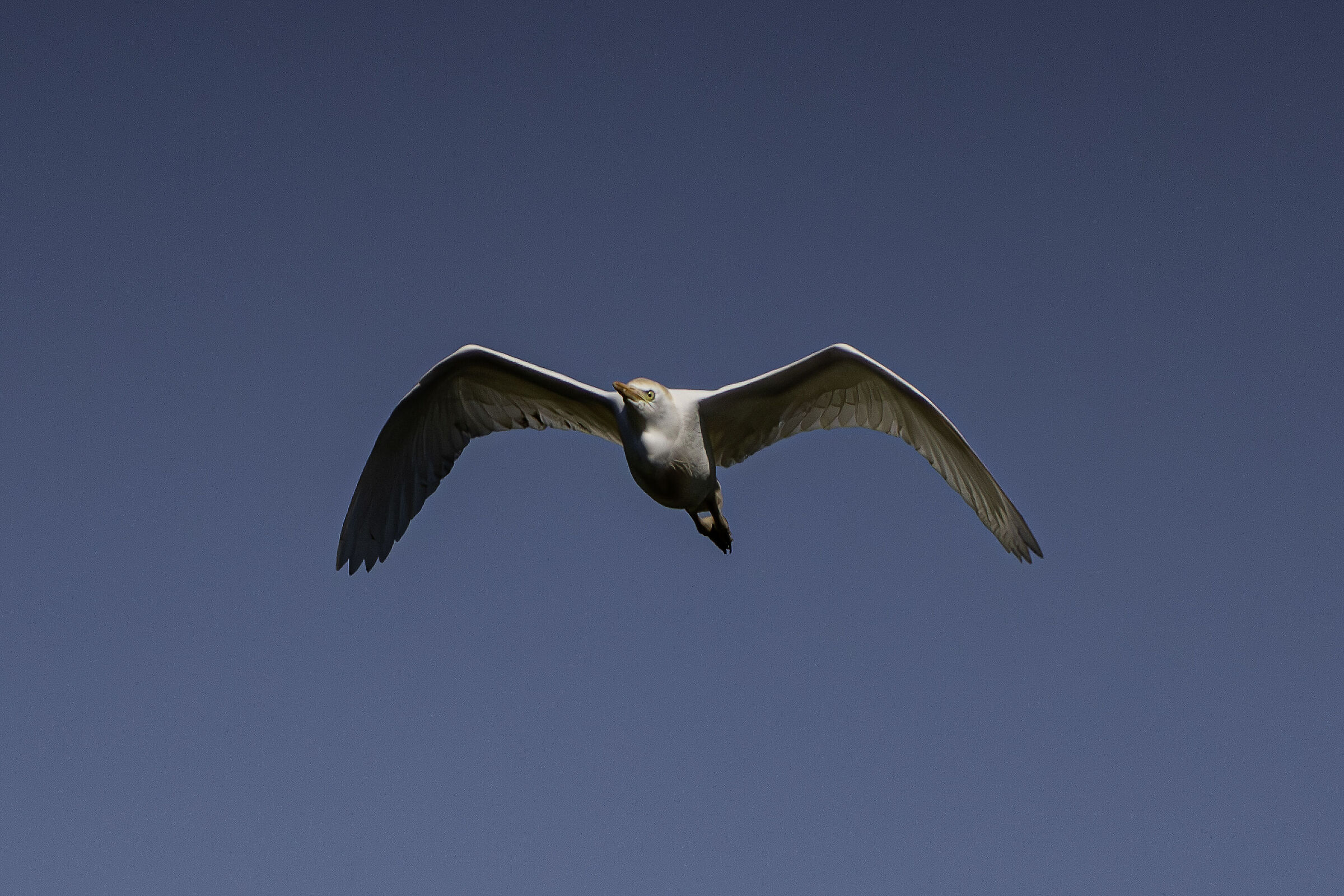 Guardabuoi in volo