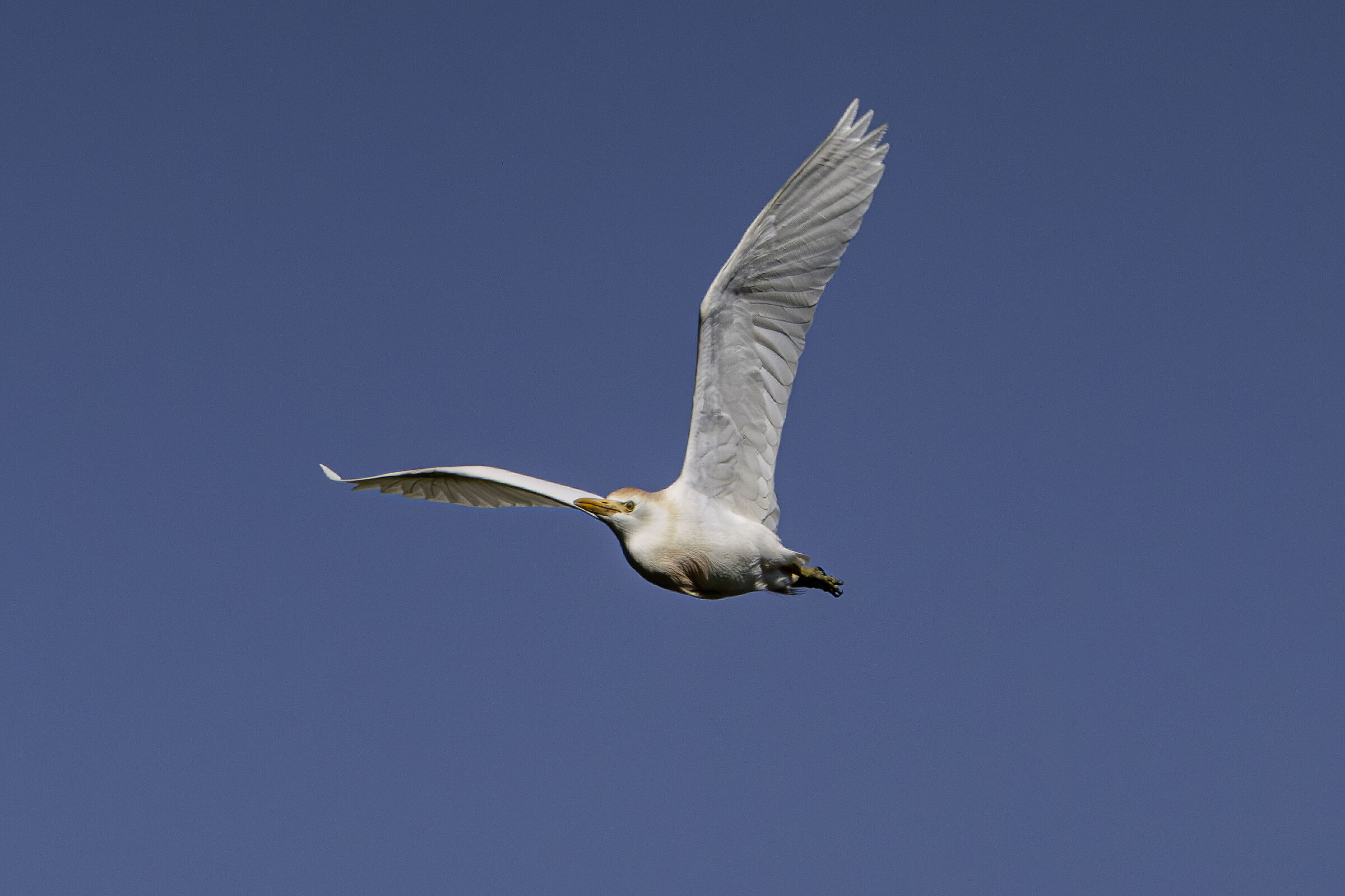 Guardabuoi in volo