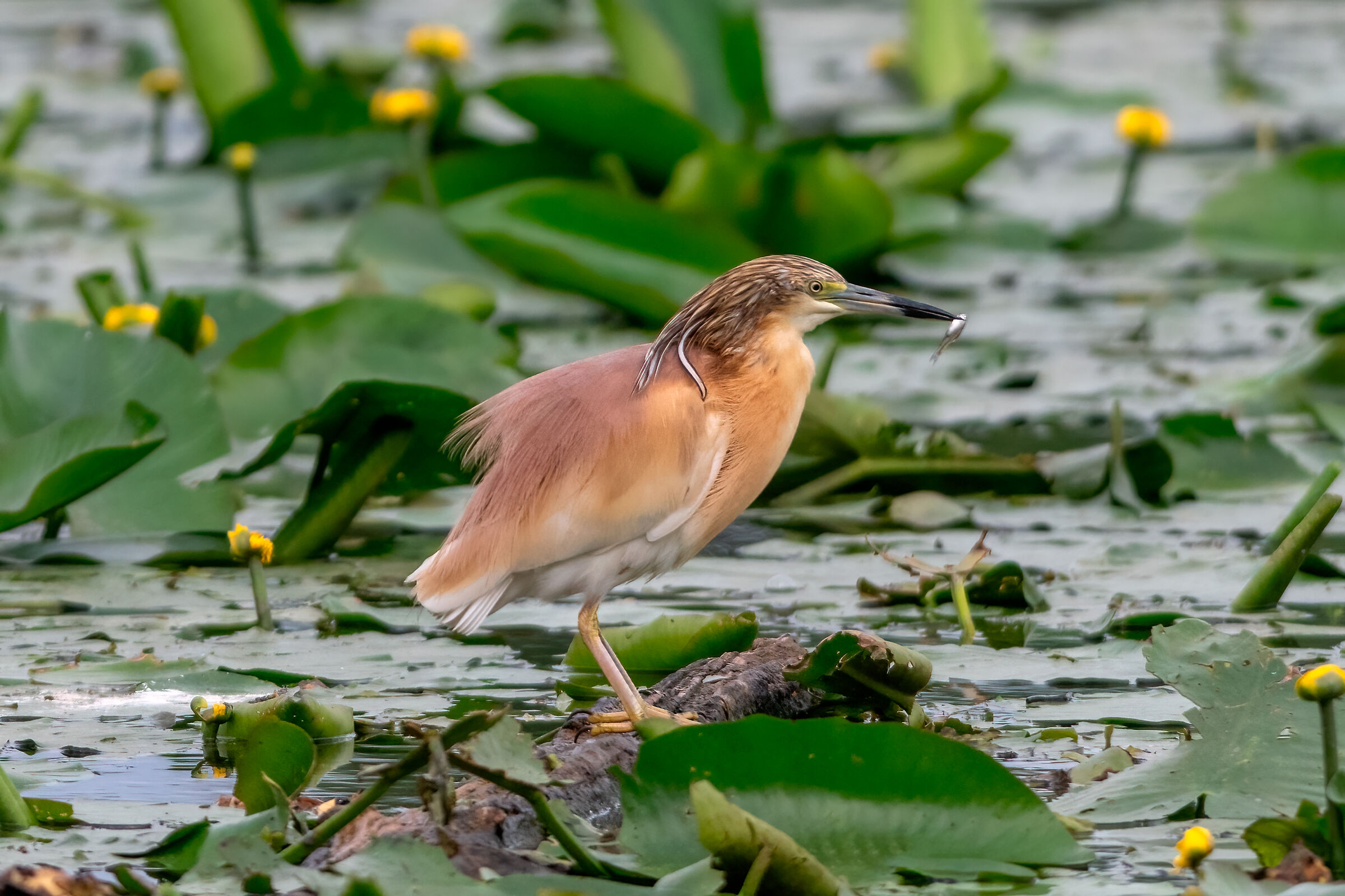 Tuft heron with prey