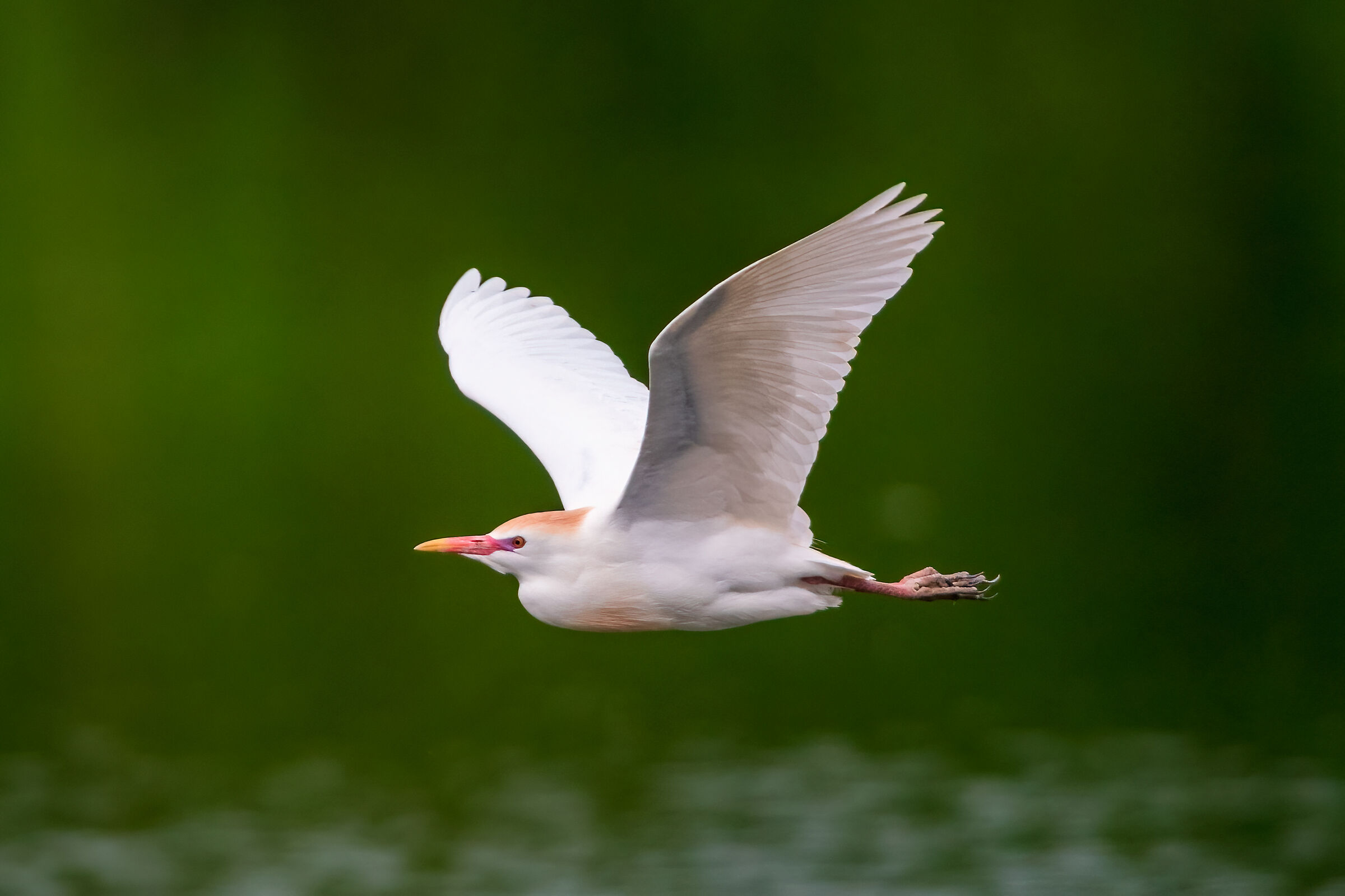 Cattle egrets in flight