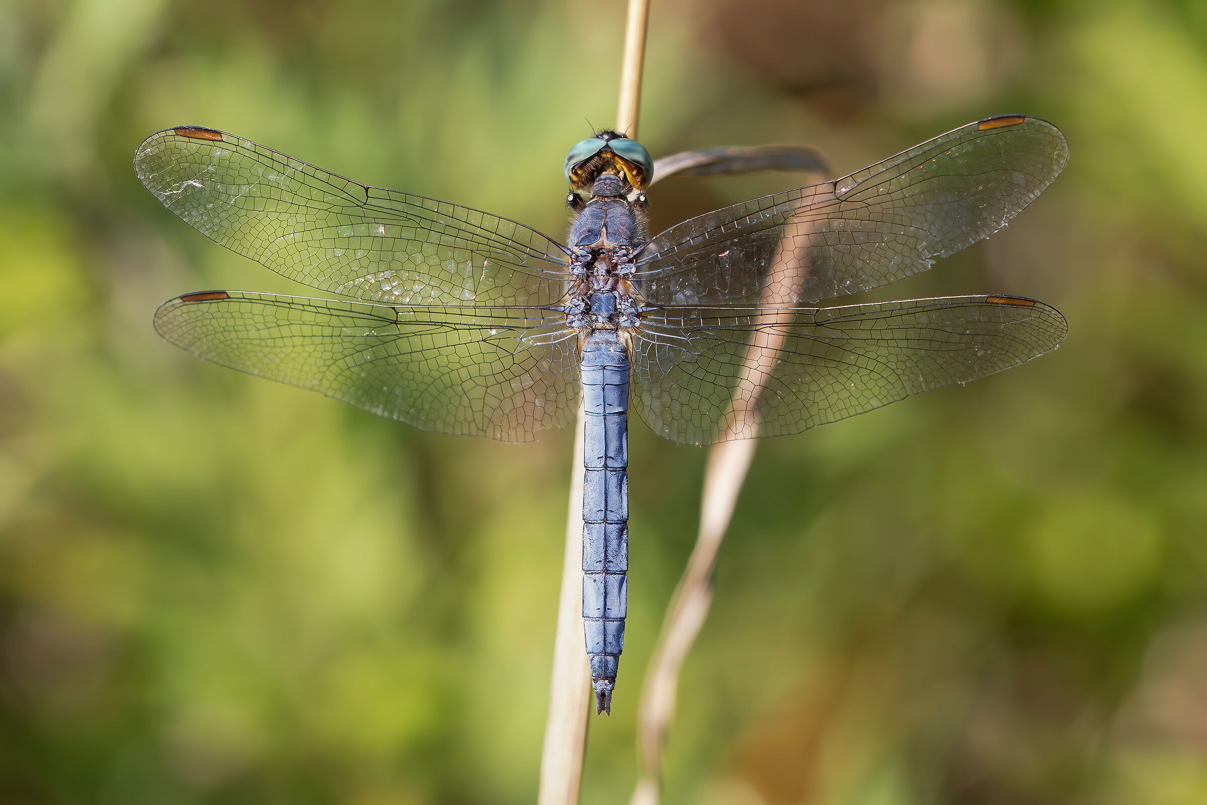 Orthetrum brunneum