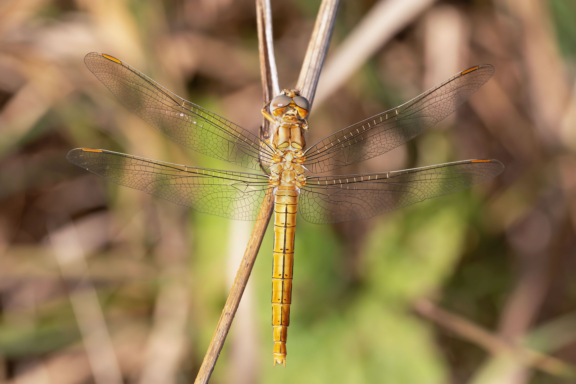Orthetrum brunneum