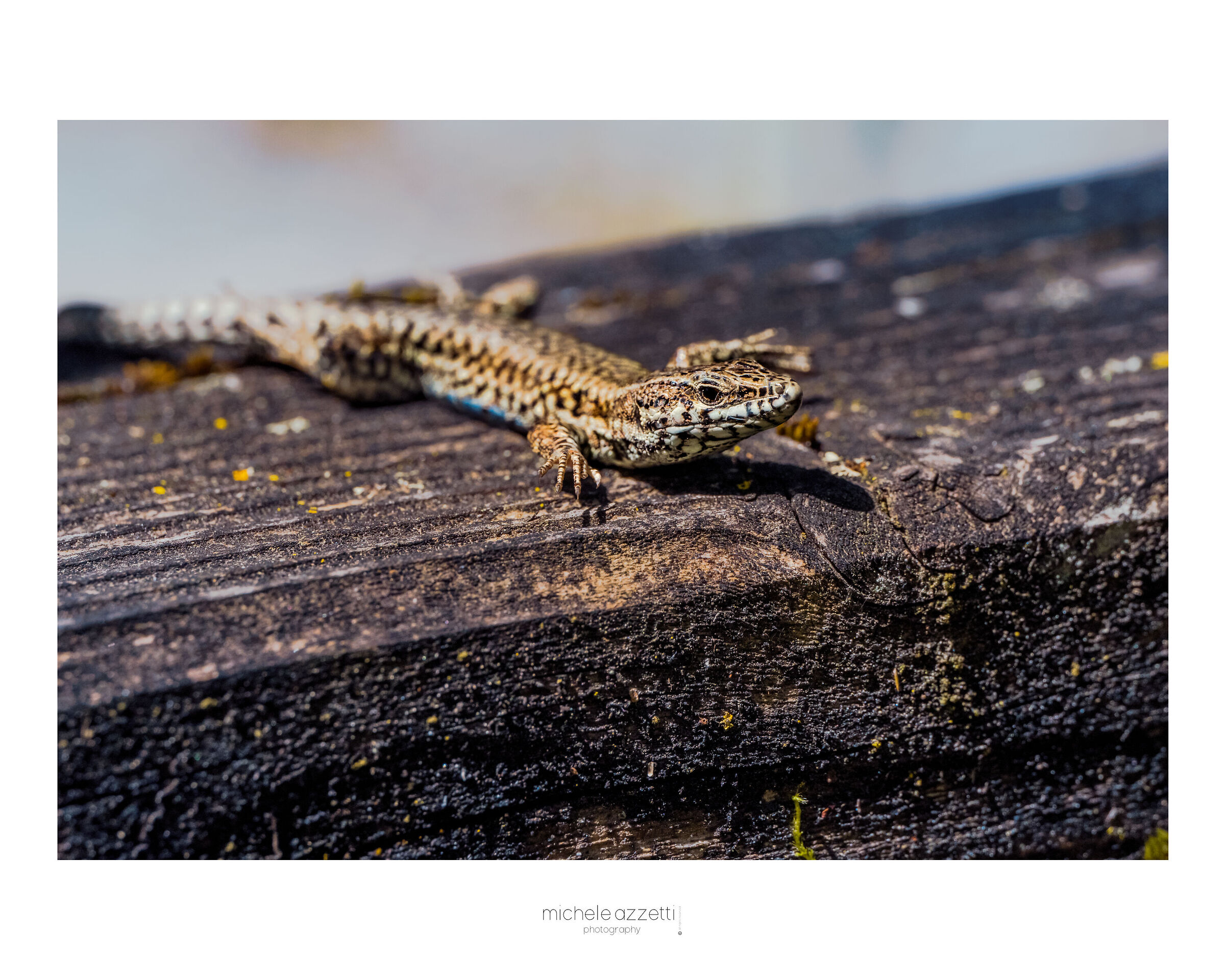 Lizard