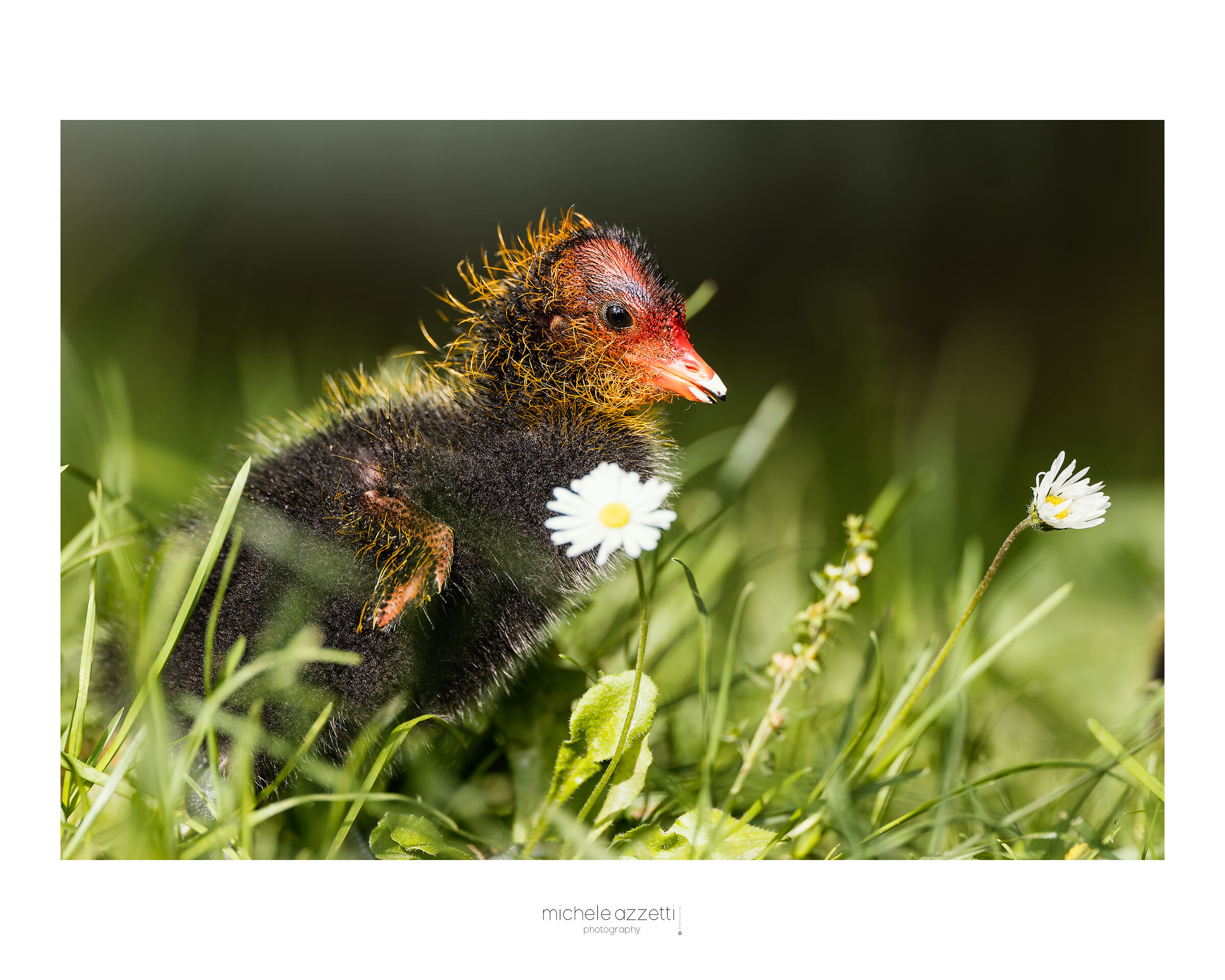 Coot
