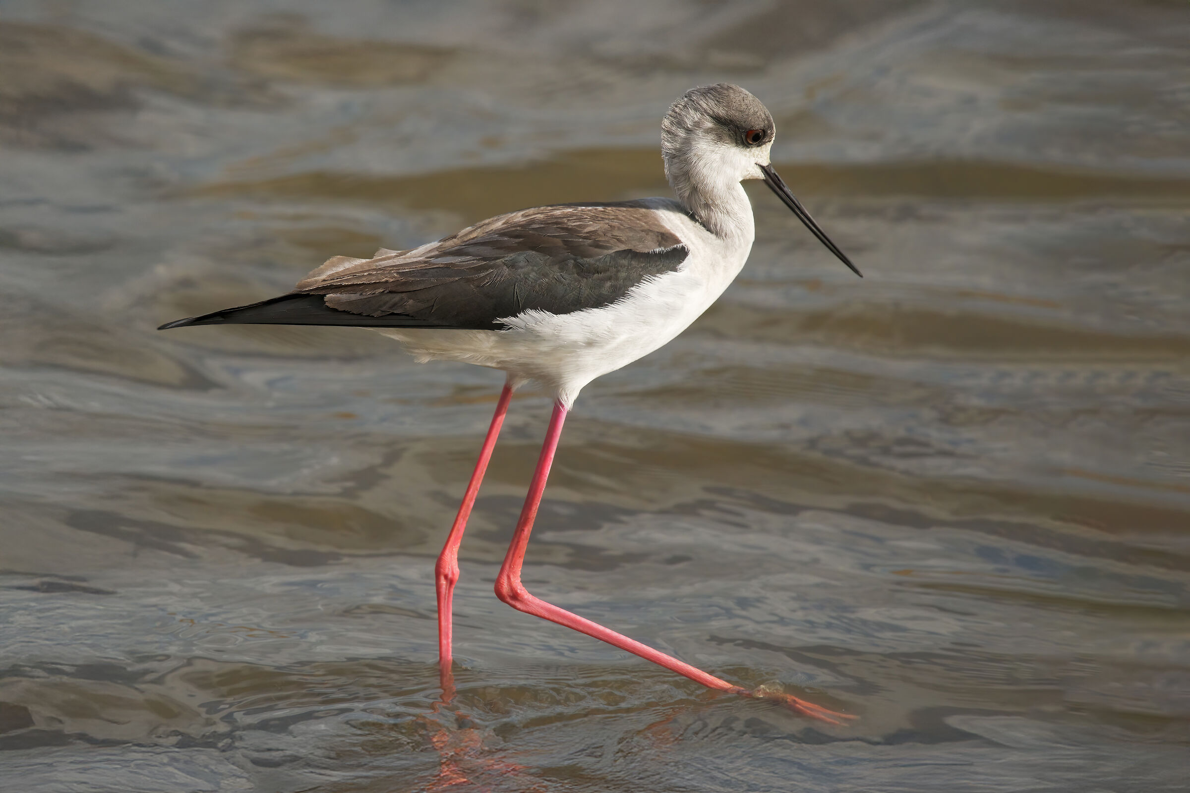 Cavaliere d'Italia (Himantopus himantopus)