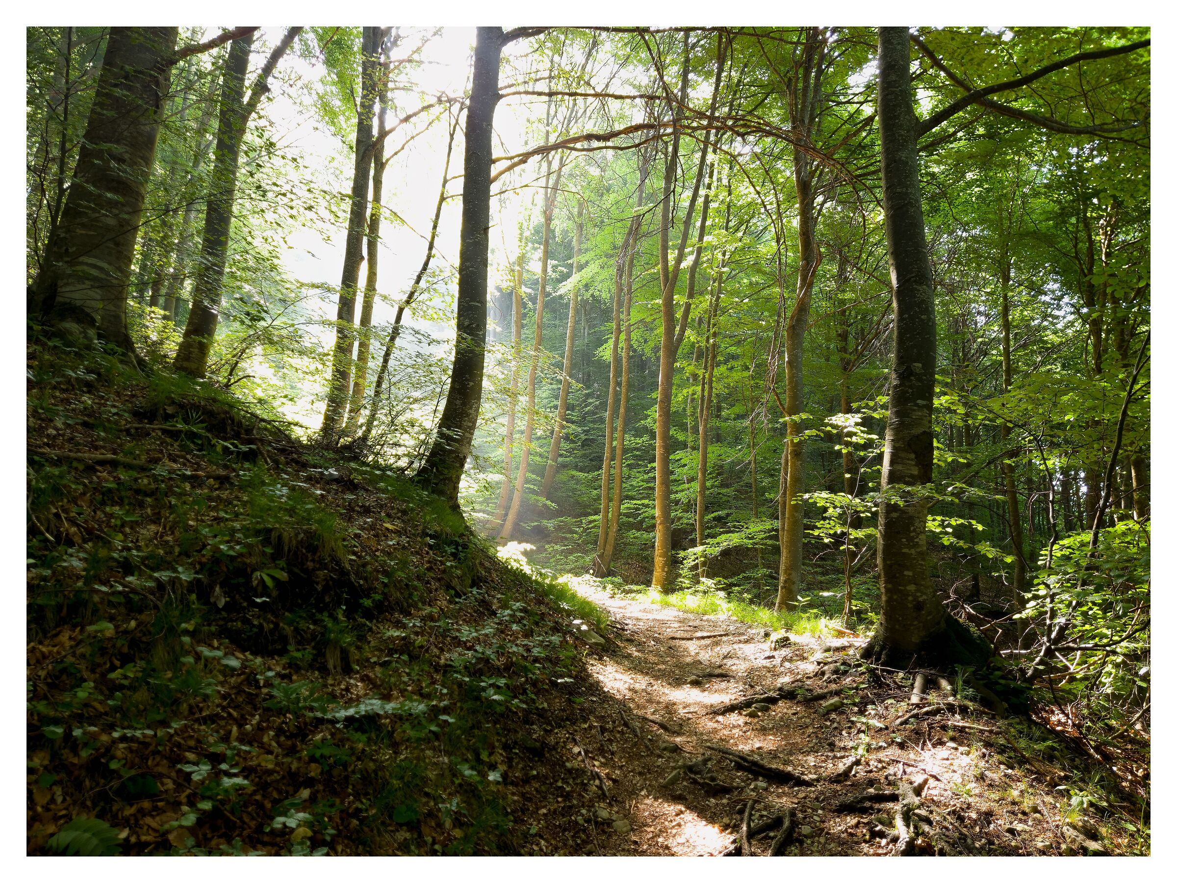 Salendo sul monte Pasubio