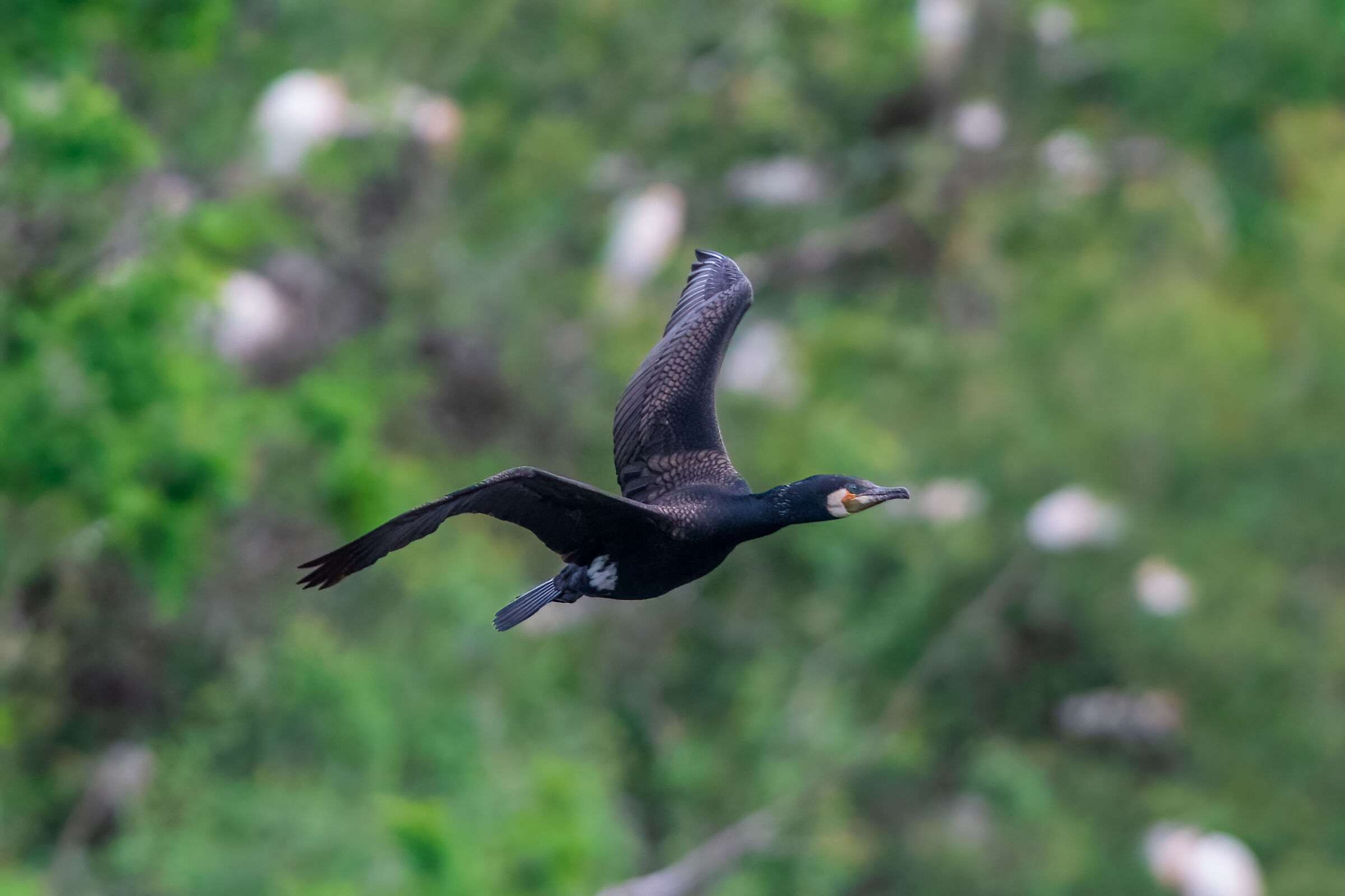 Cormorant in flight