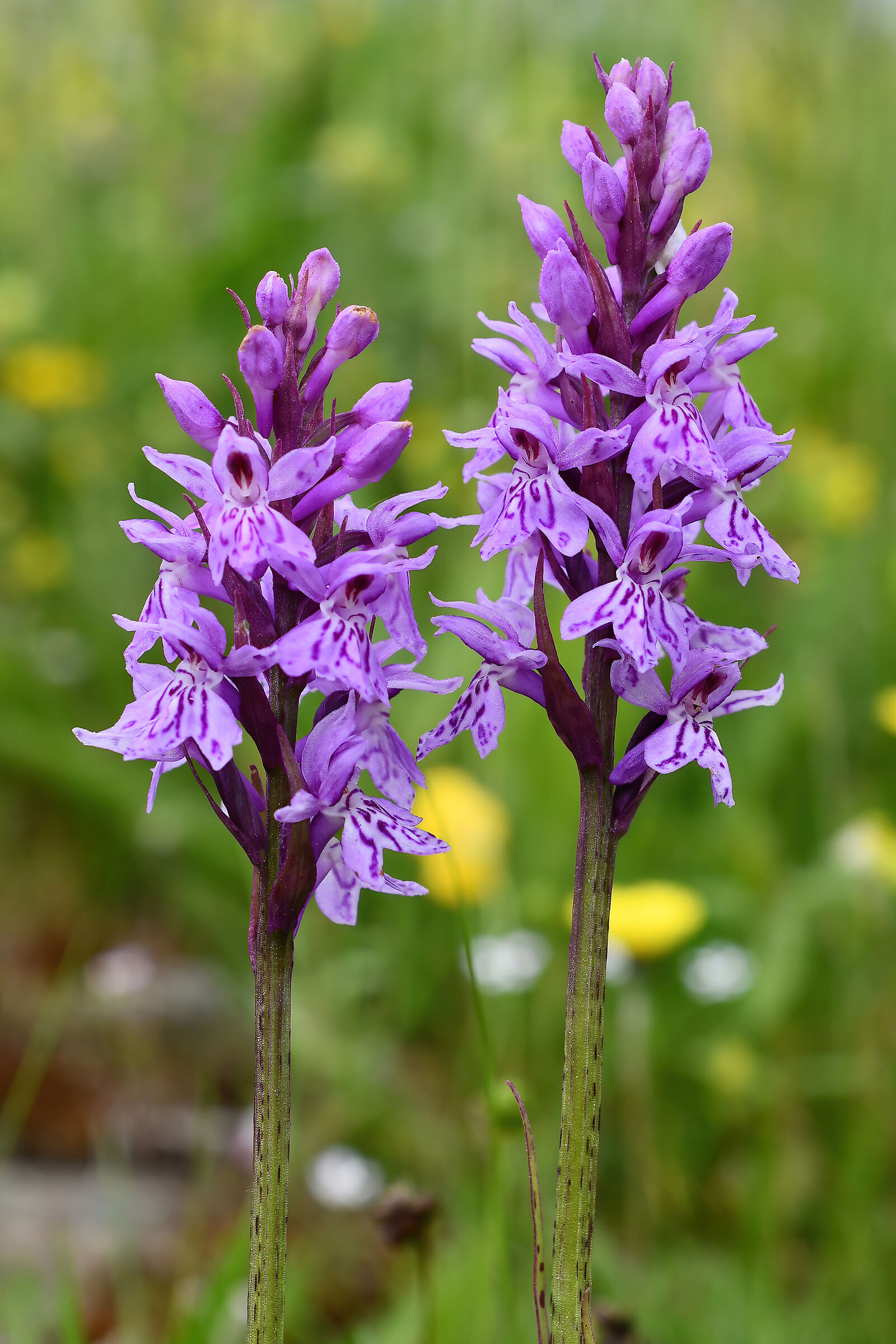 Dactylorhiza maculata ...