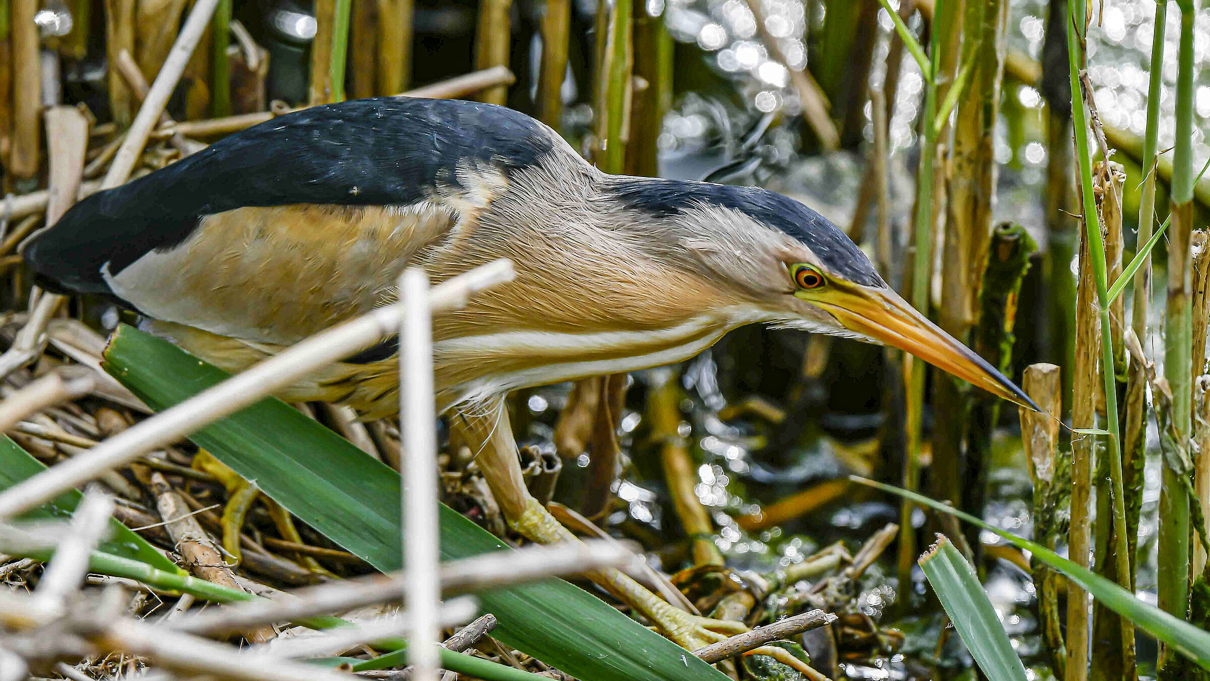 Tarabusino in caccia !!