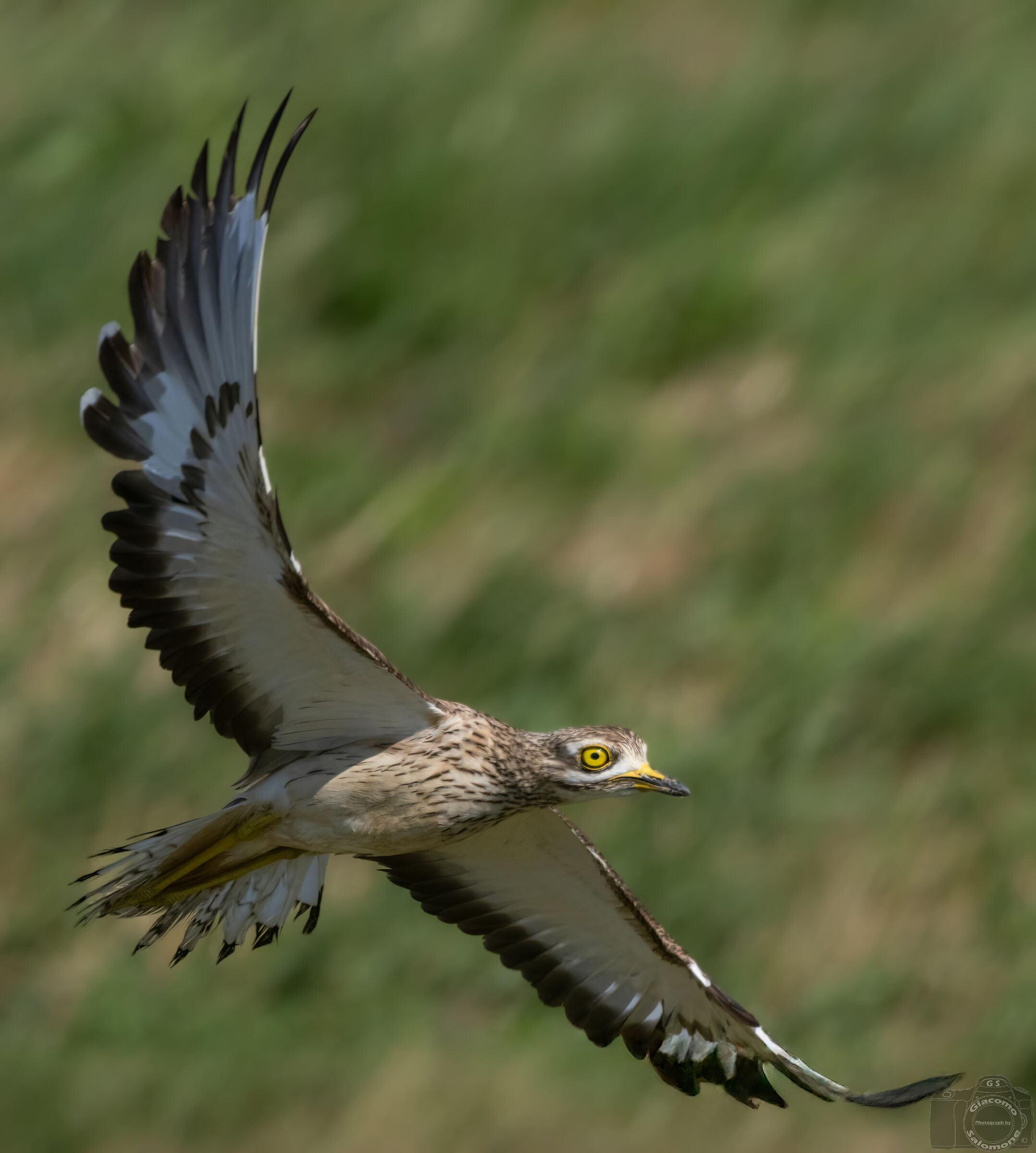 Big curlew in flight.