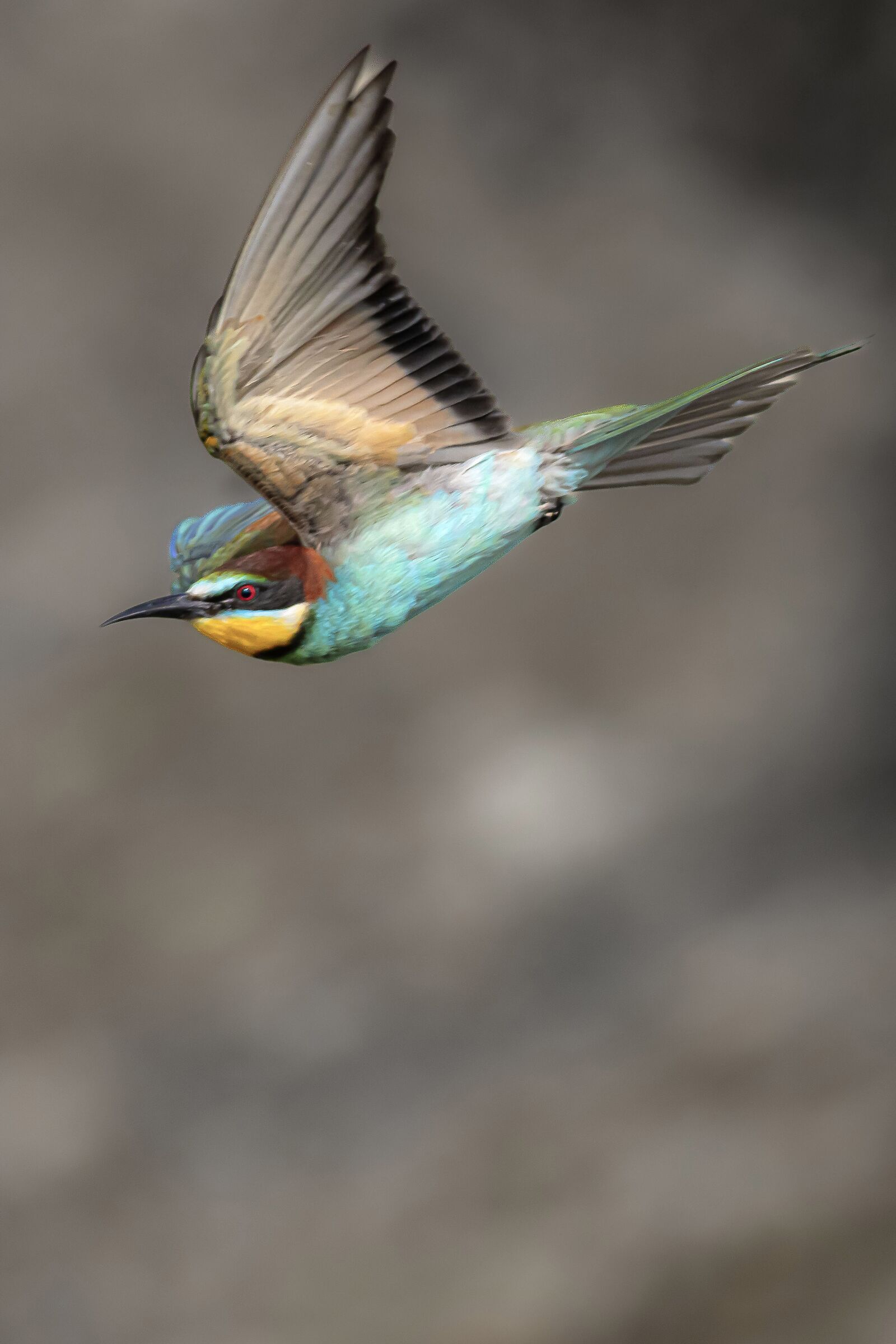 Bee-eater in flight