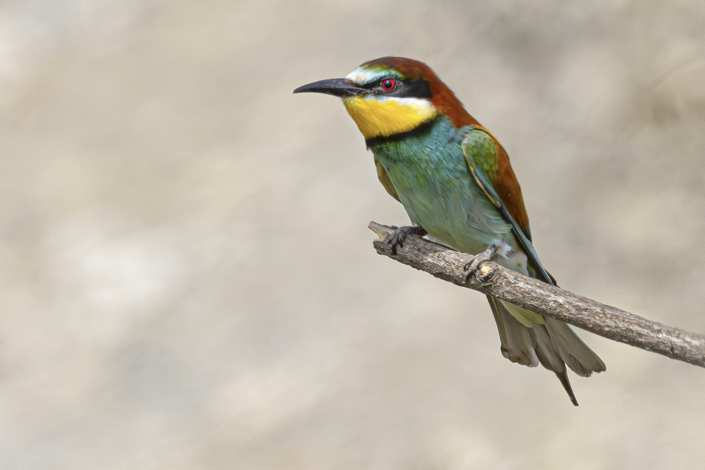 Bee-eater on break