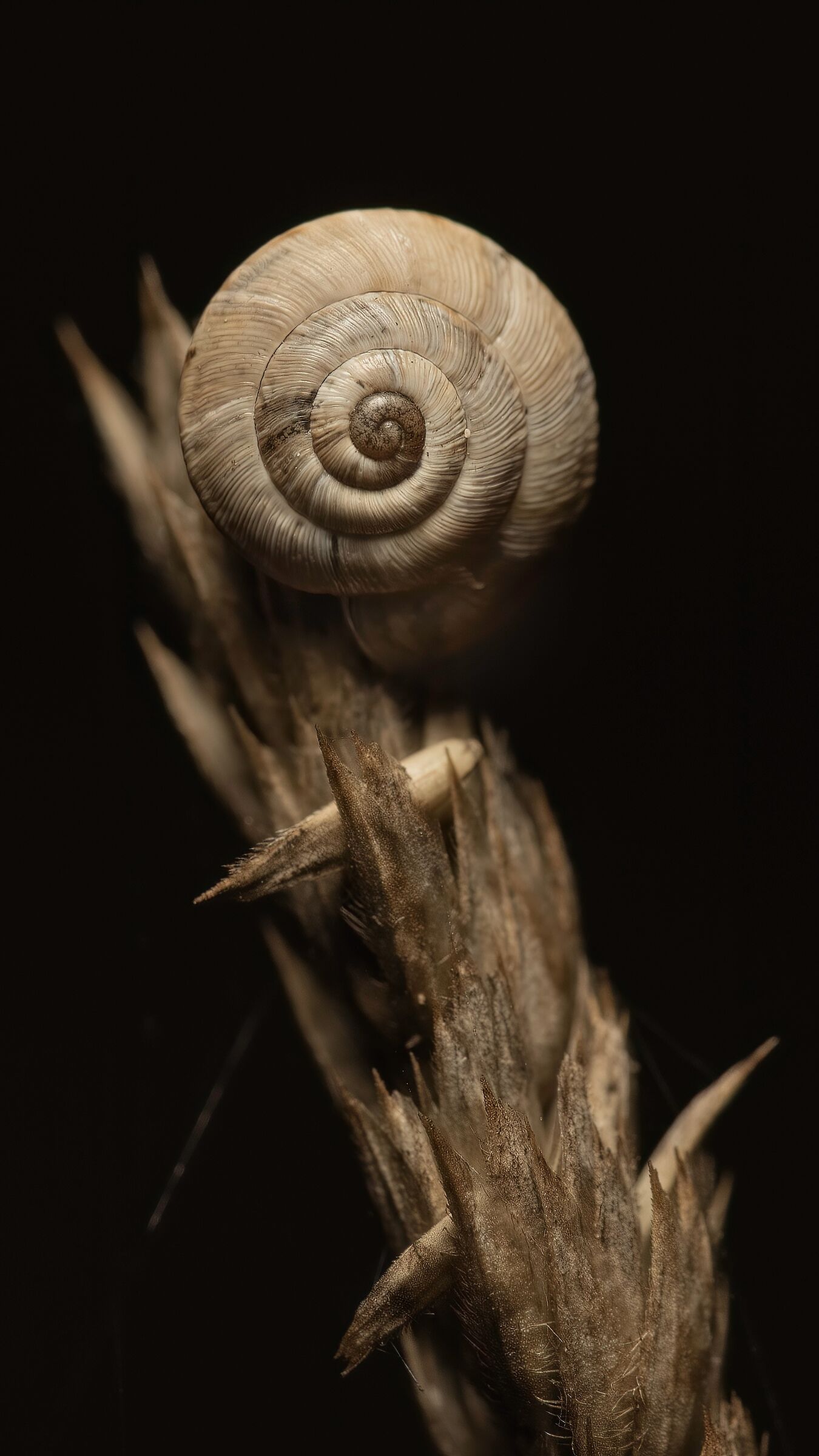 Snail