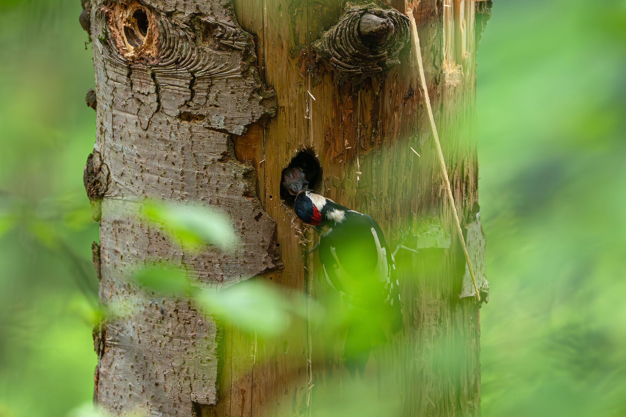 Spotted woodpecker