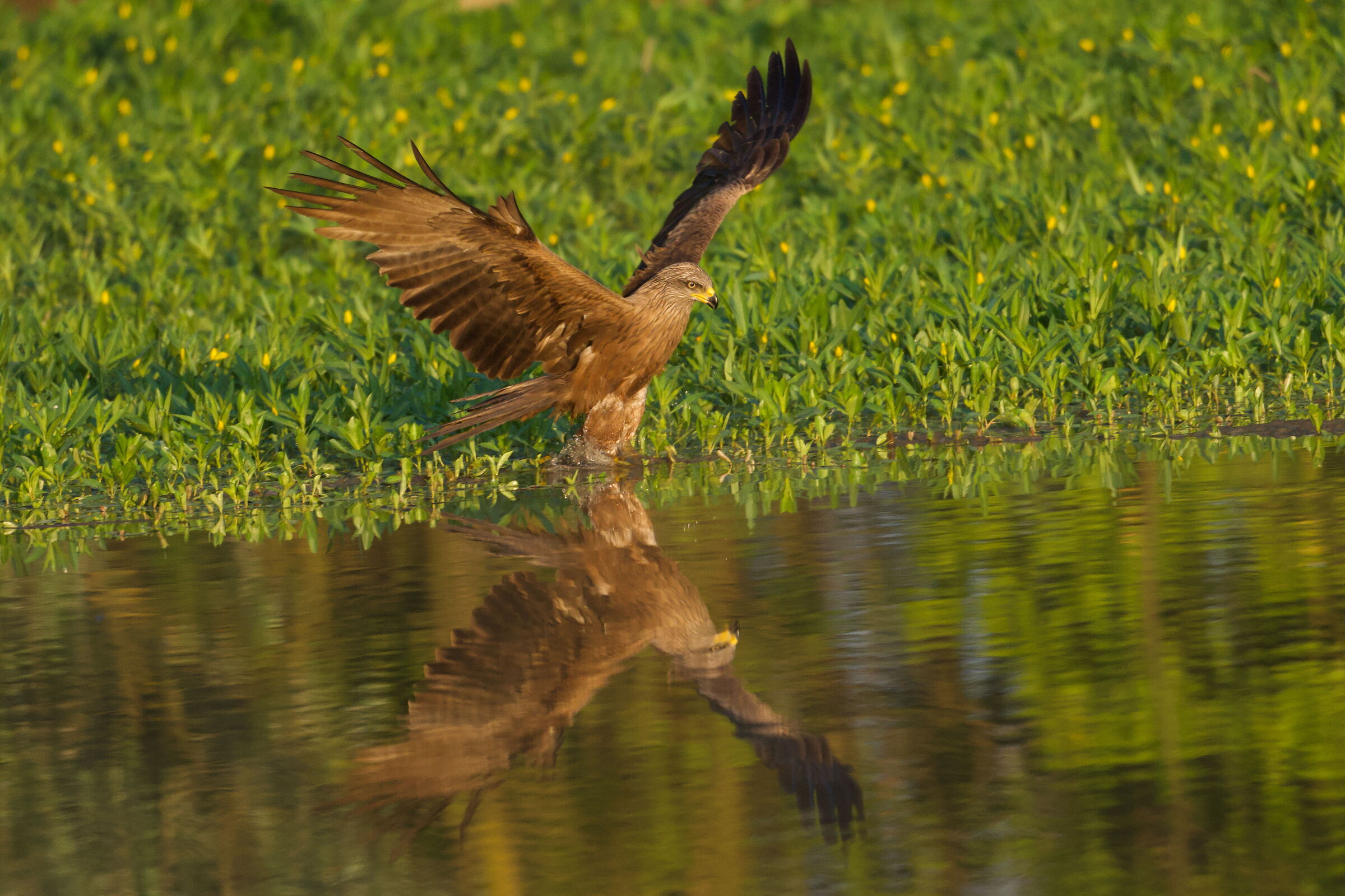 nibbio bruno a pesca
