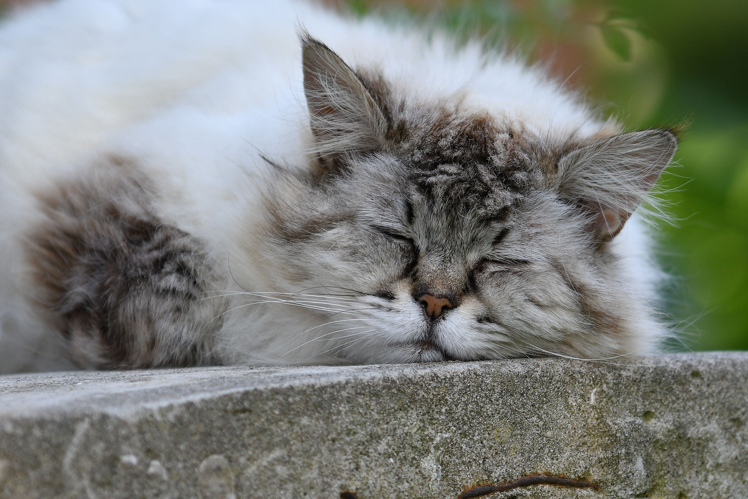 The nineteen-year-old sleeper