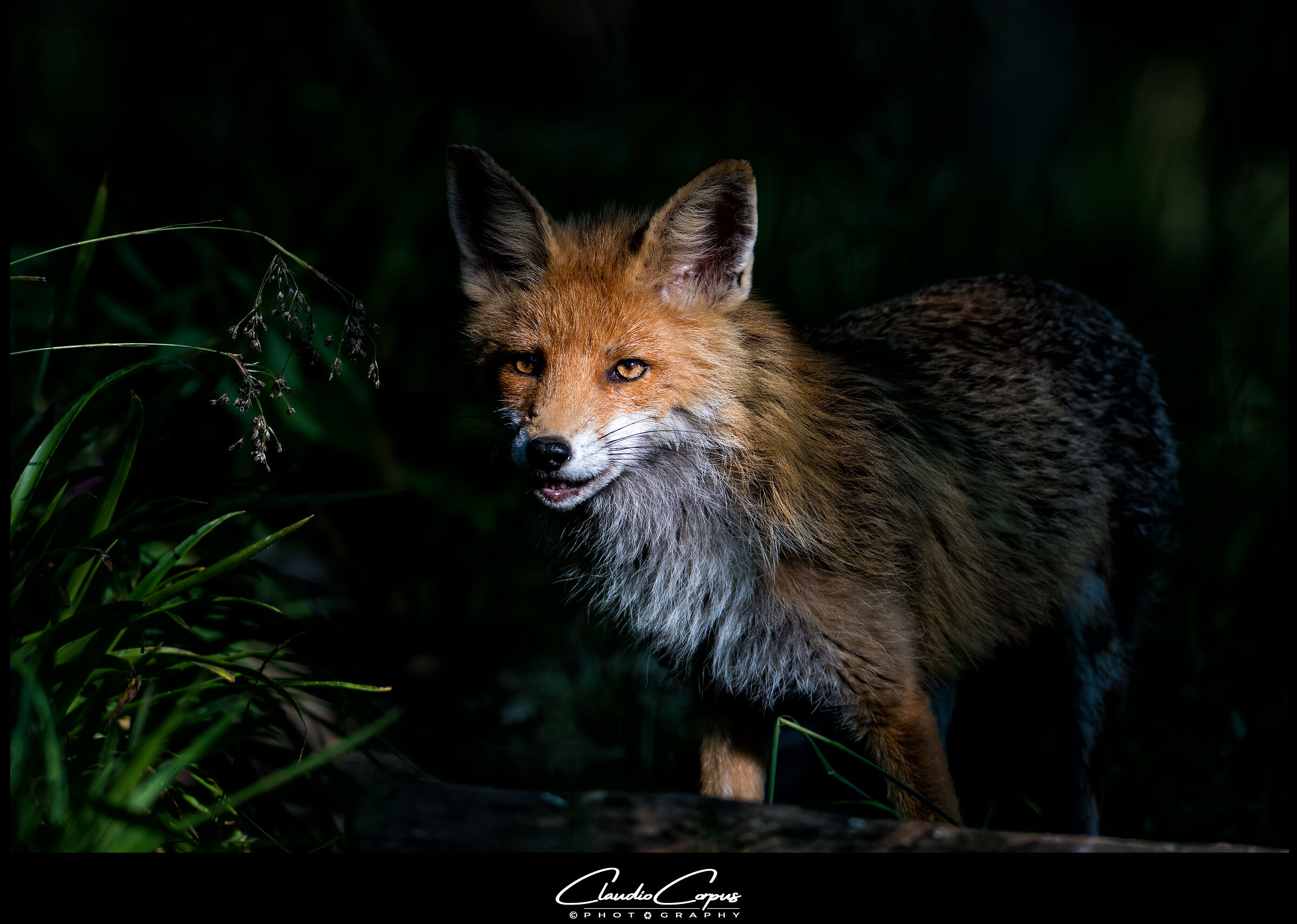 Red Fox