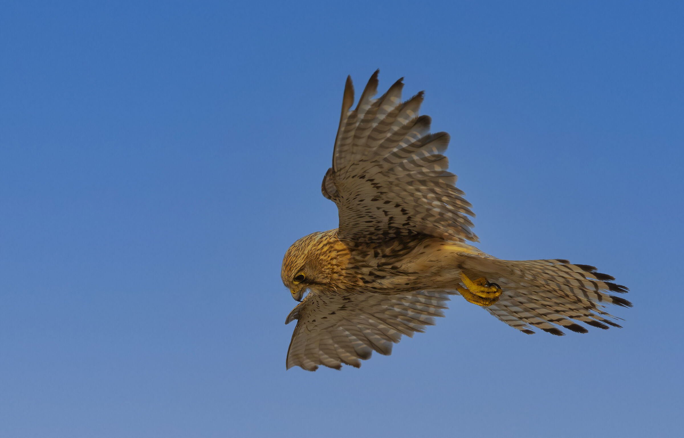 a kestrel flying