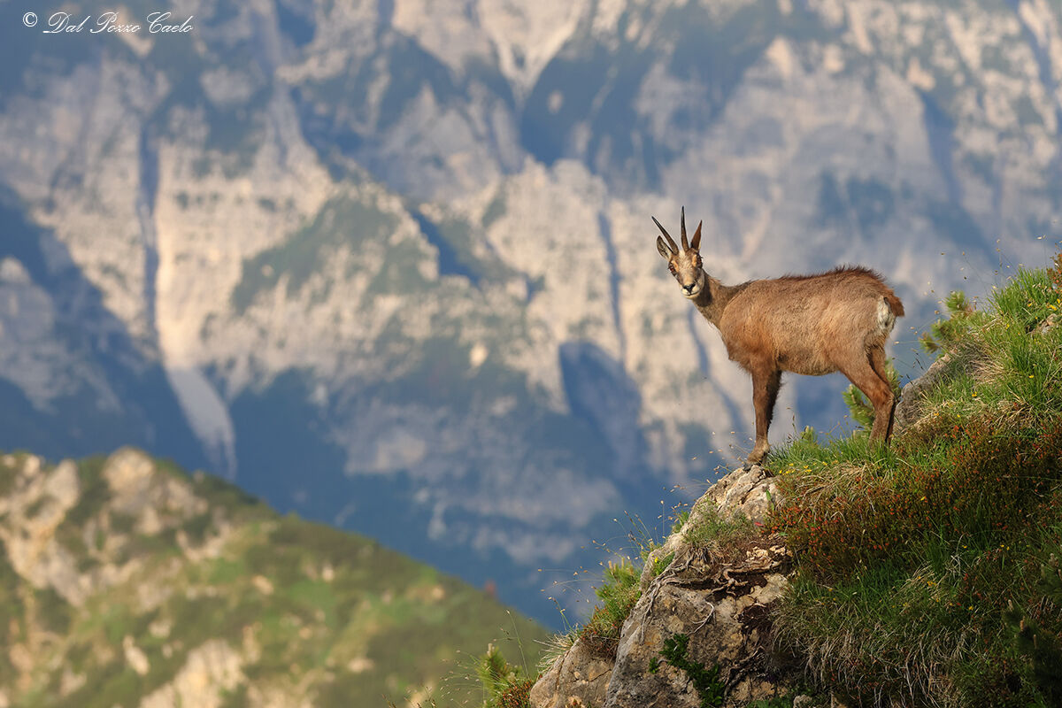 Chamois