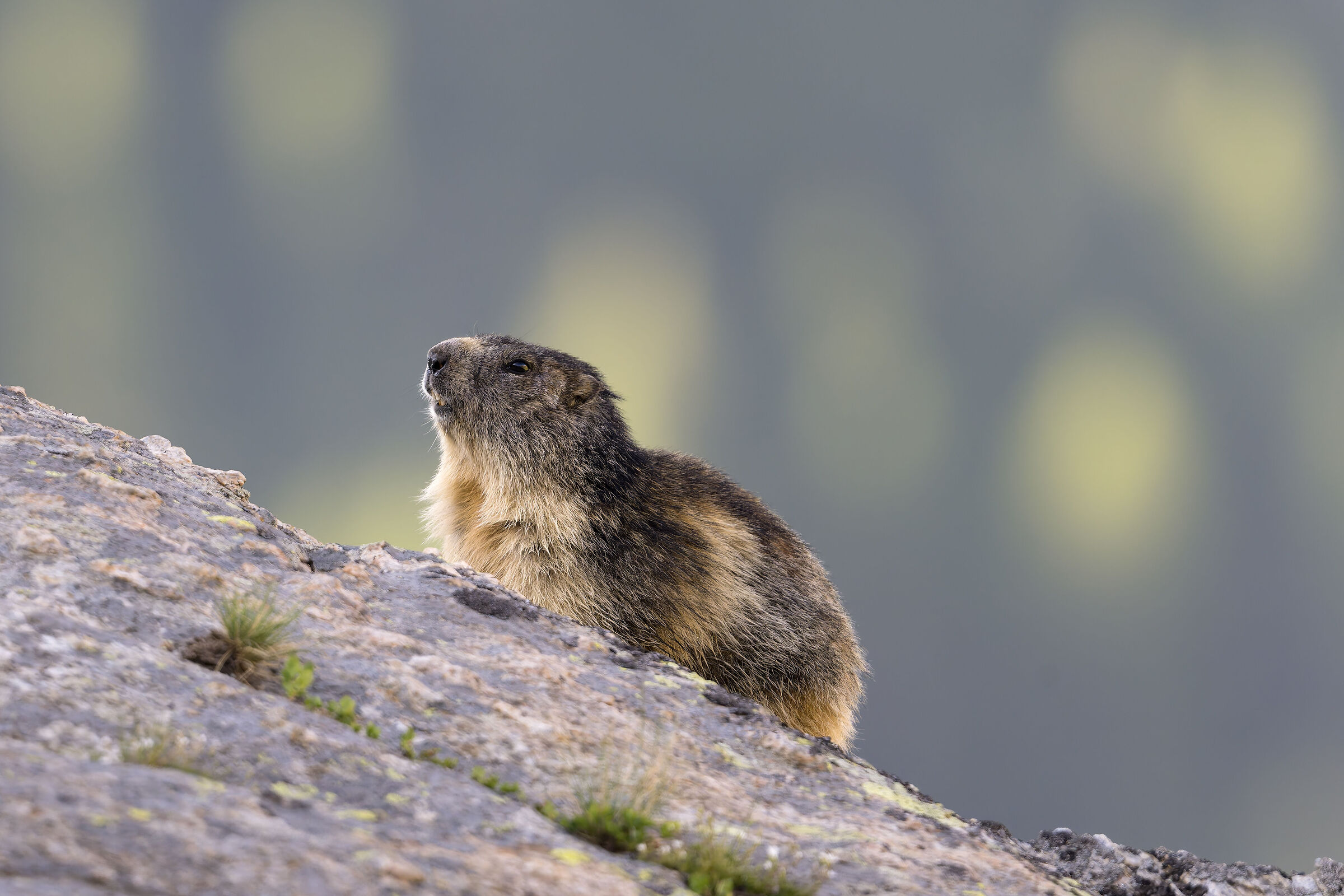 Marmot - Gran Paradiso National Park