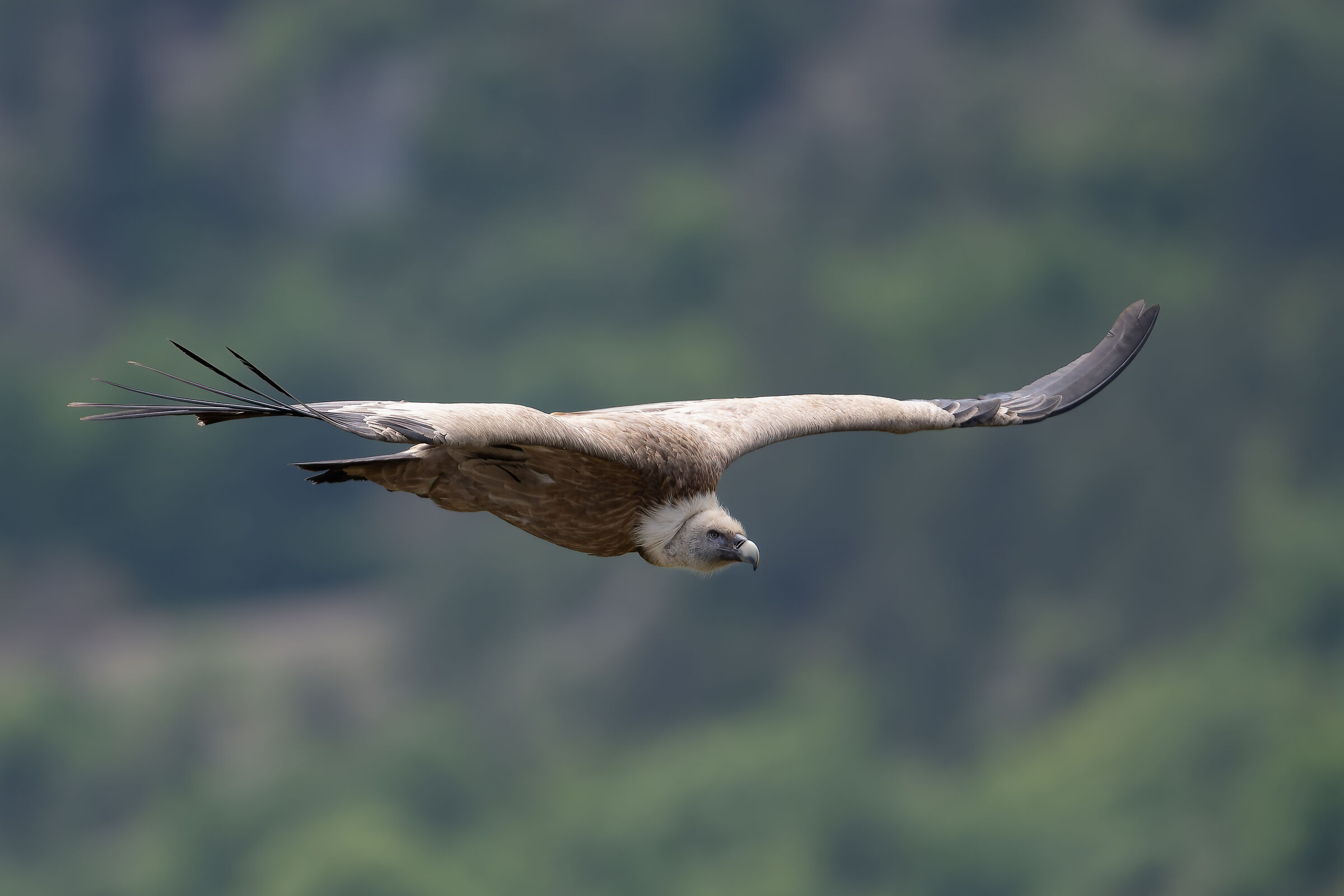 Grifone - Gran Paradiso National Park