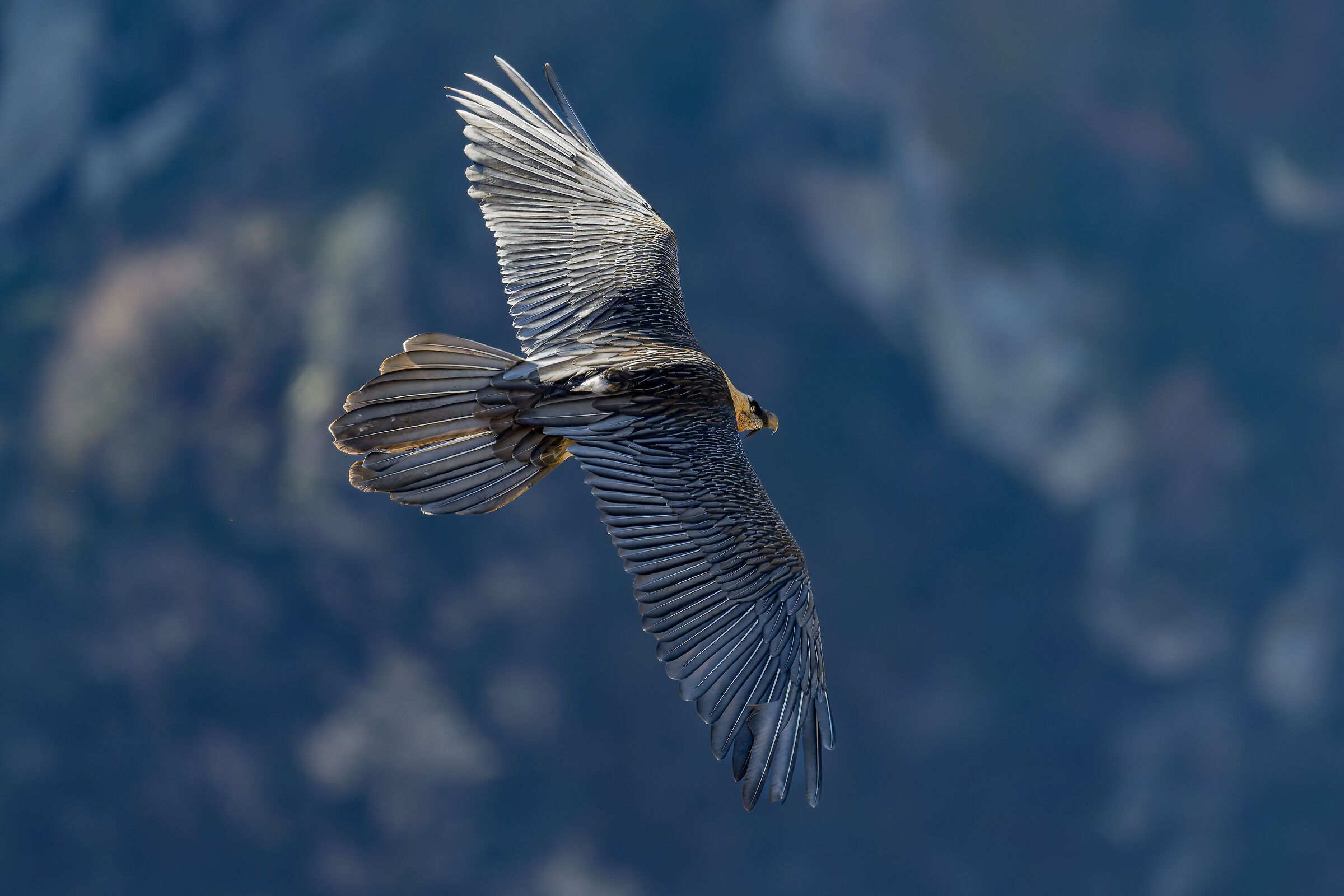 gypaetus barbatus - Gran Paradiso National Park