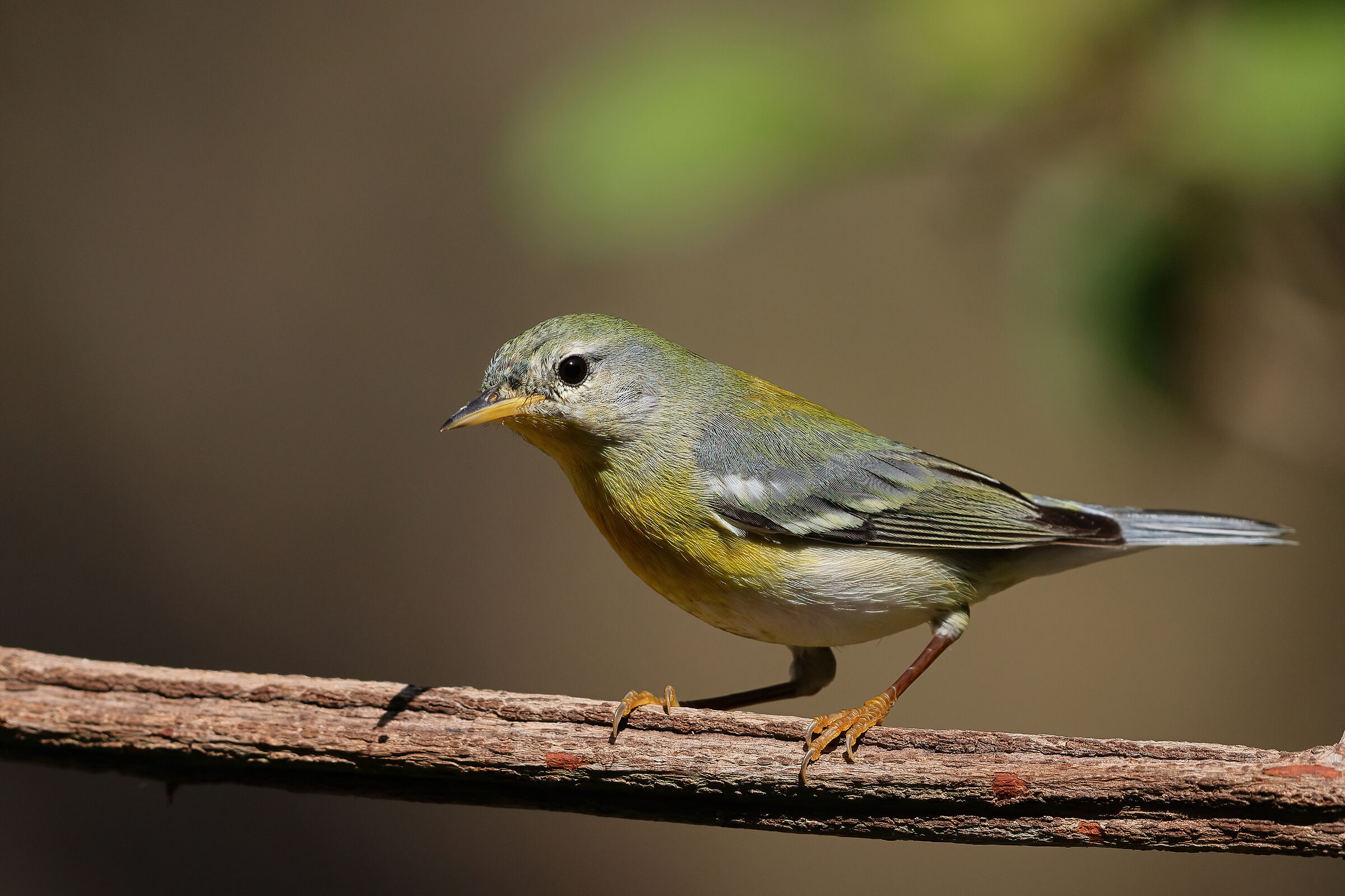 American warbler