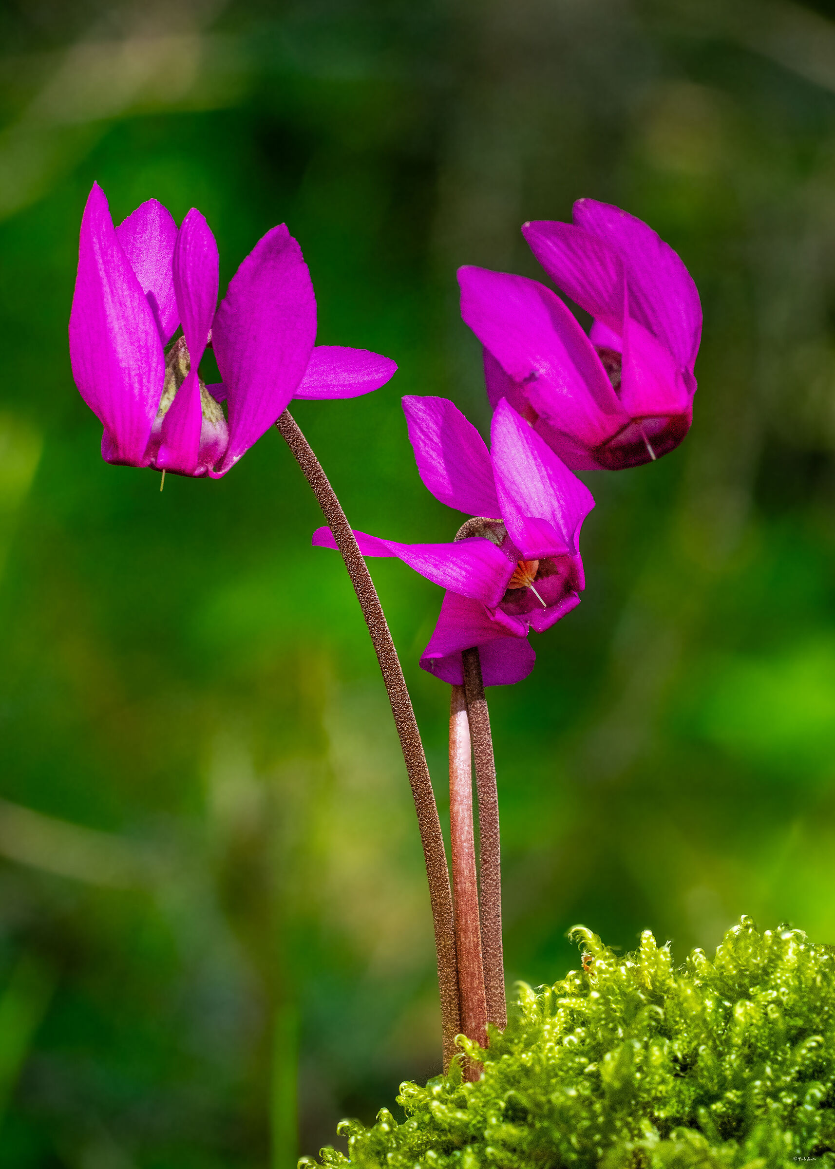 Alpine cyclamen