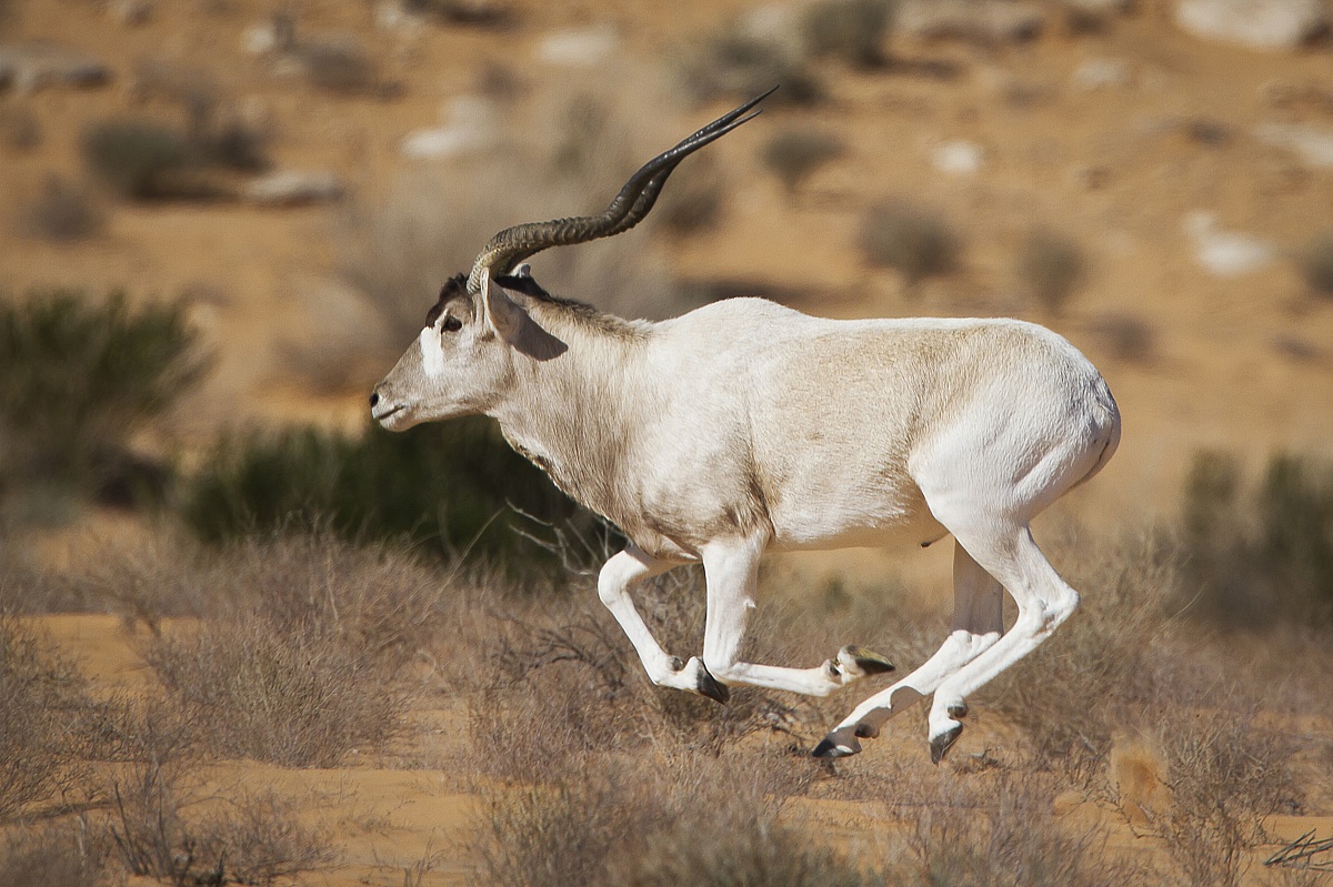 Addax in the running