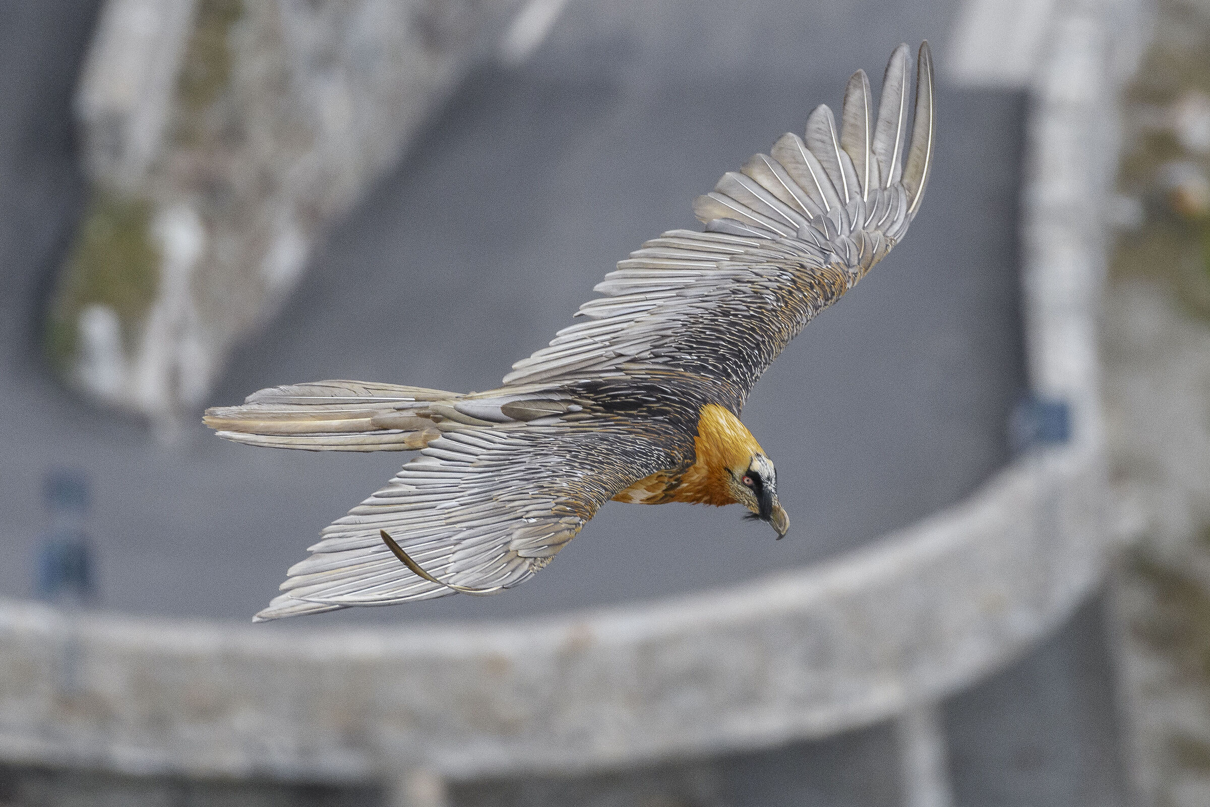 The Stelvio Guardian