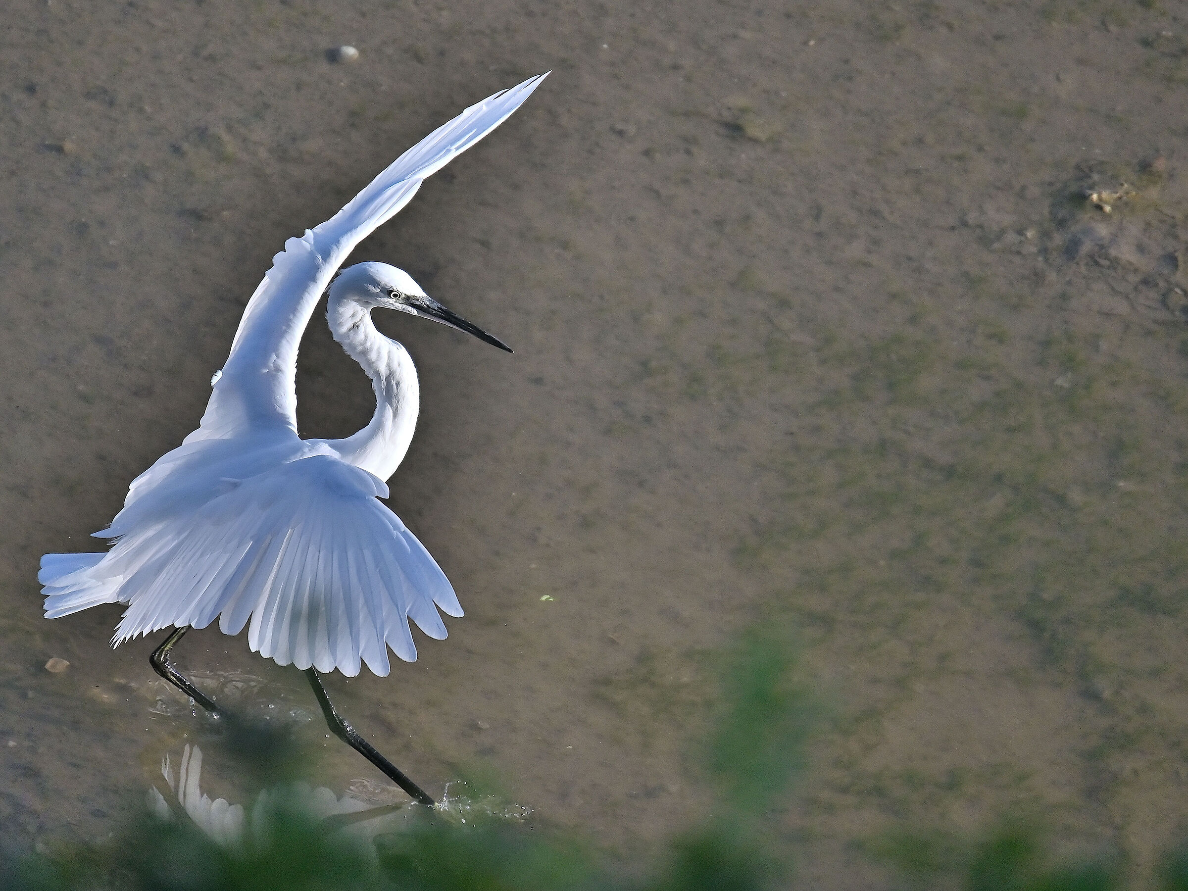 Egret