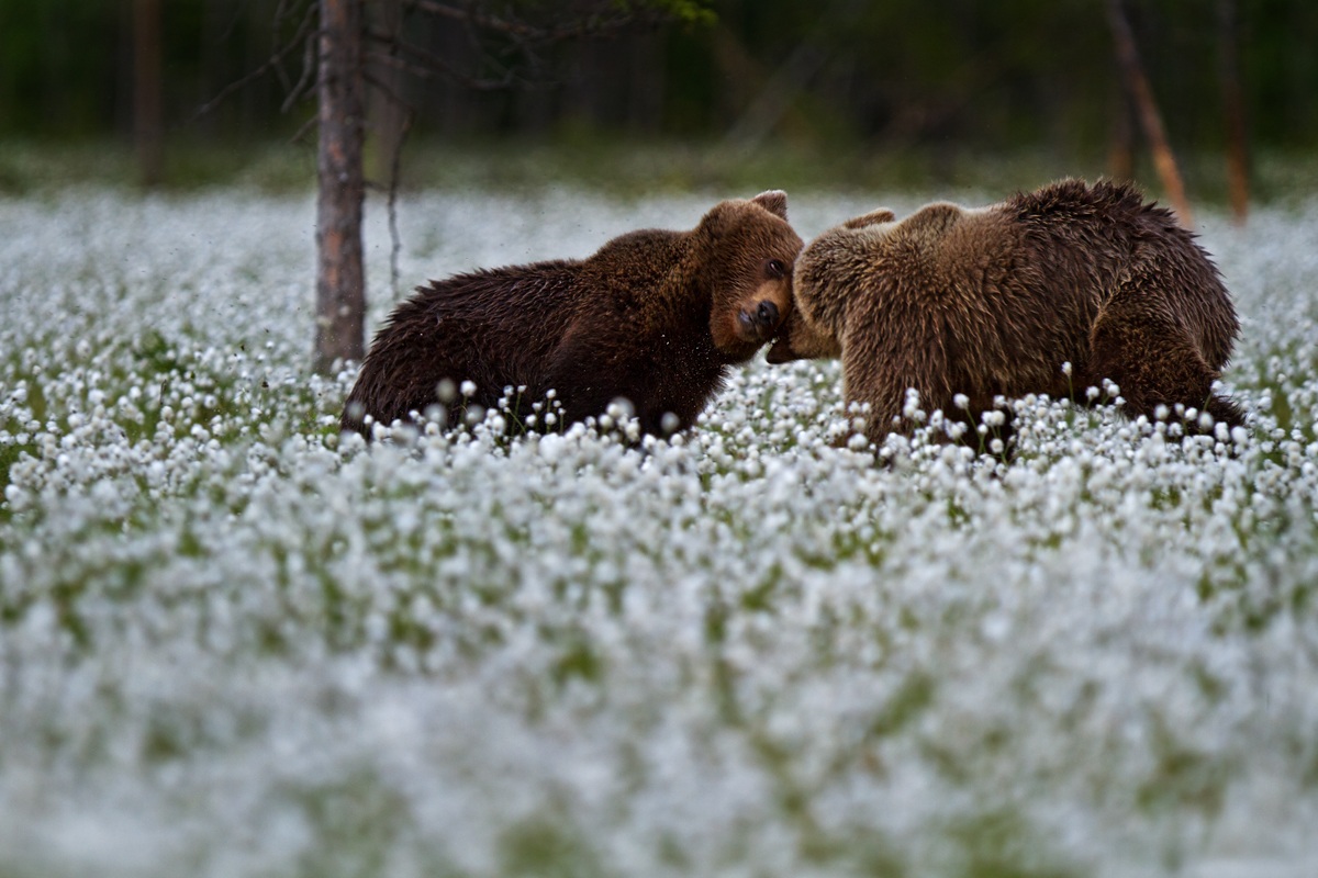 Let's see who has the harder head ....