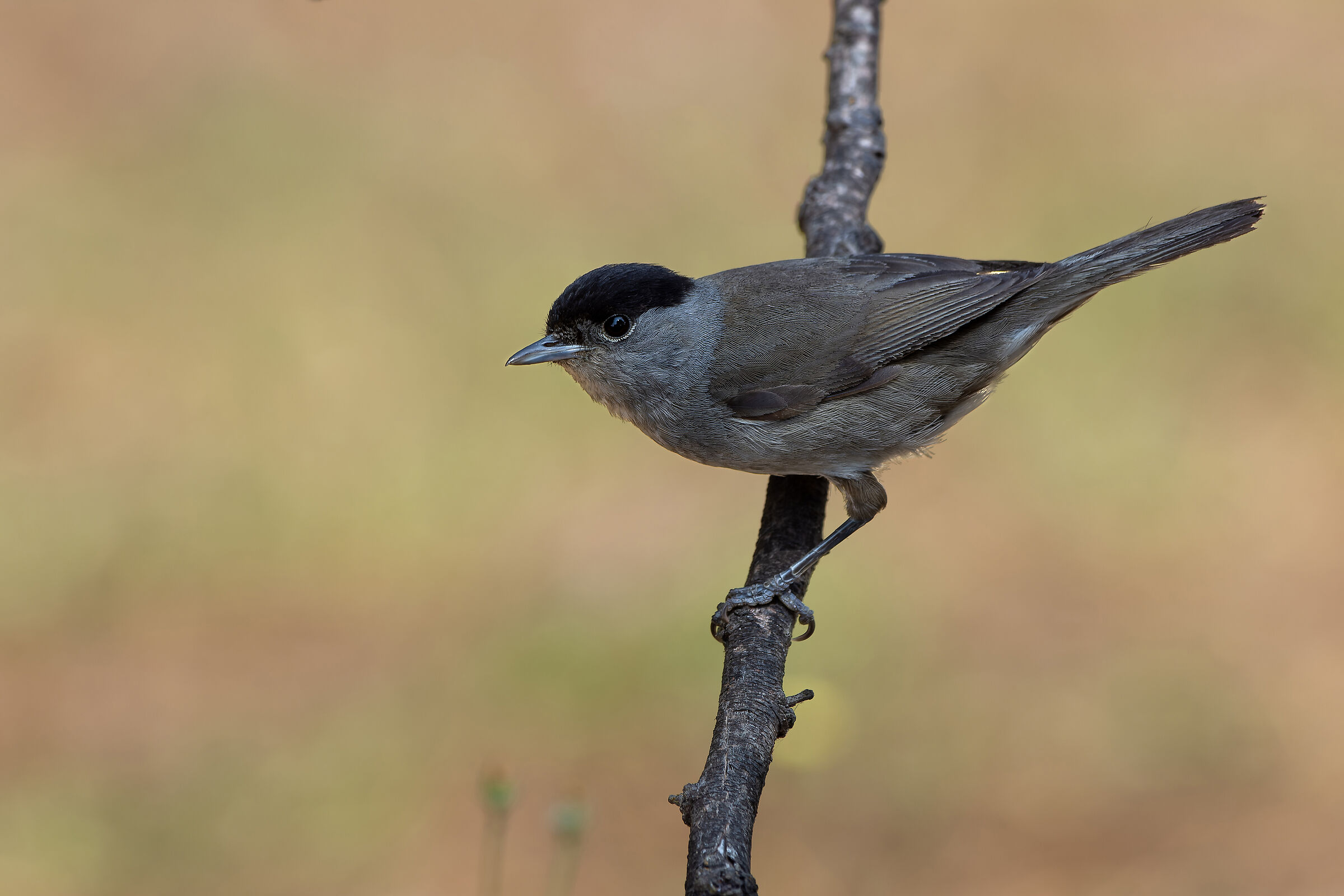 Capinera eurasiatica