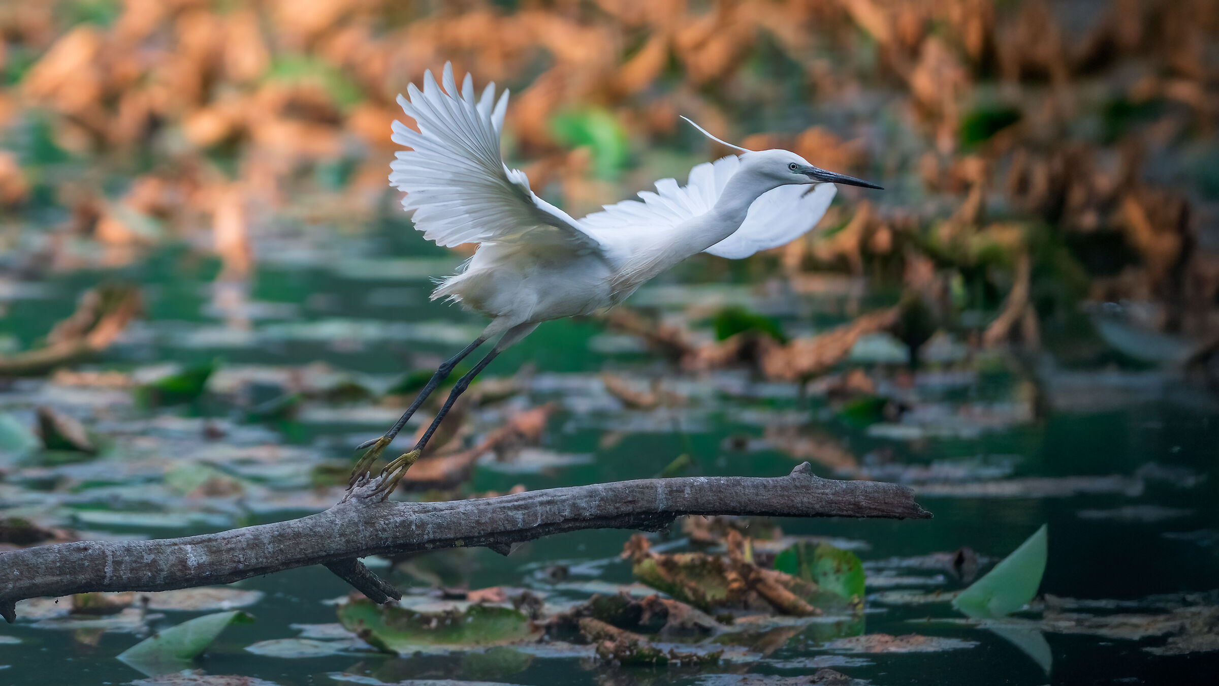 Egret taking off
