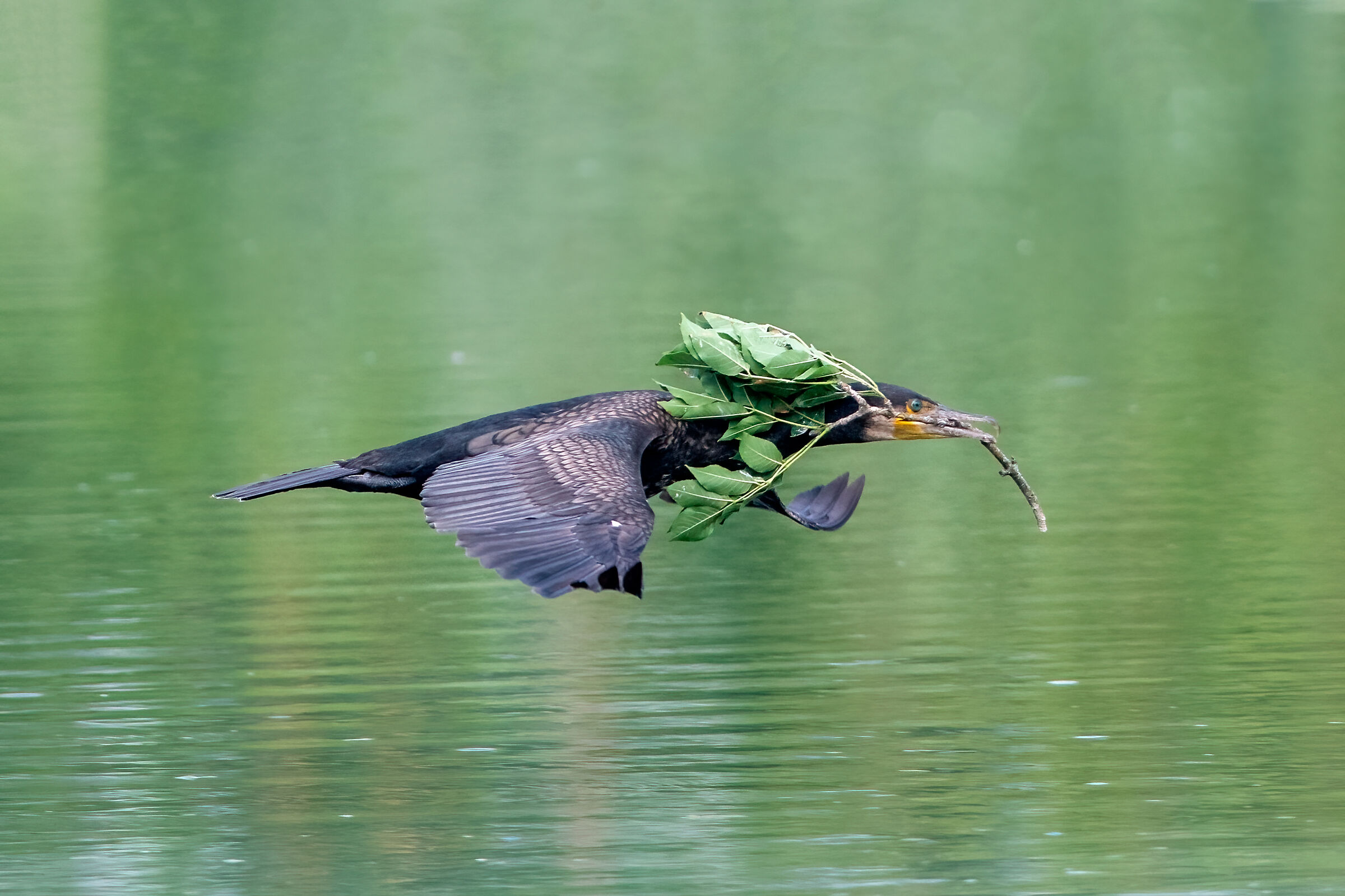 Work in progress for the cormorant