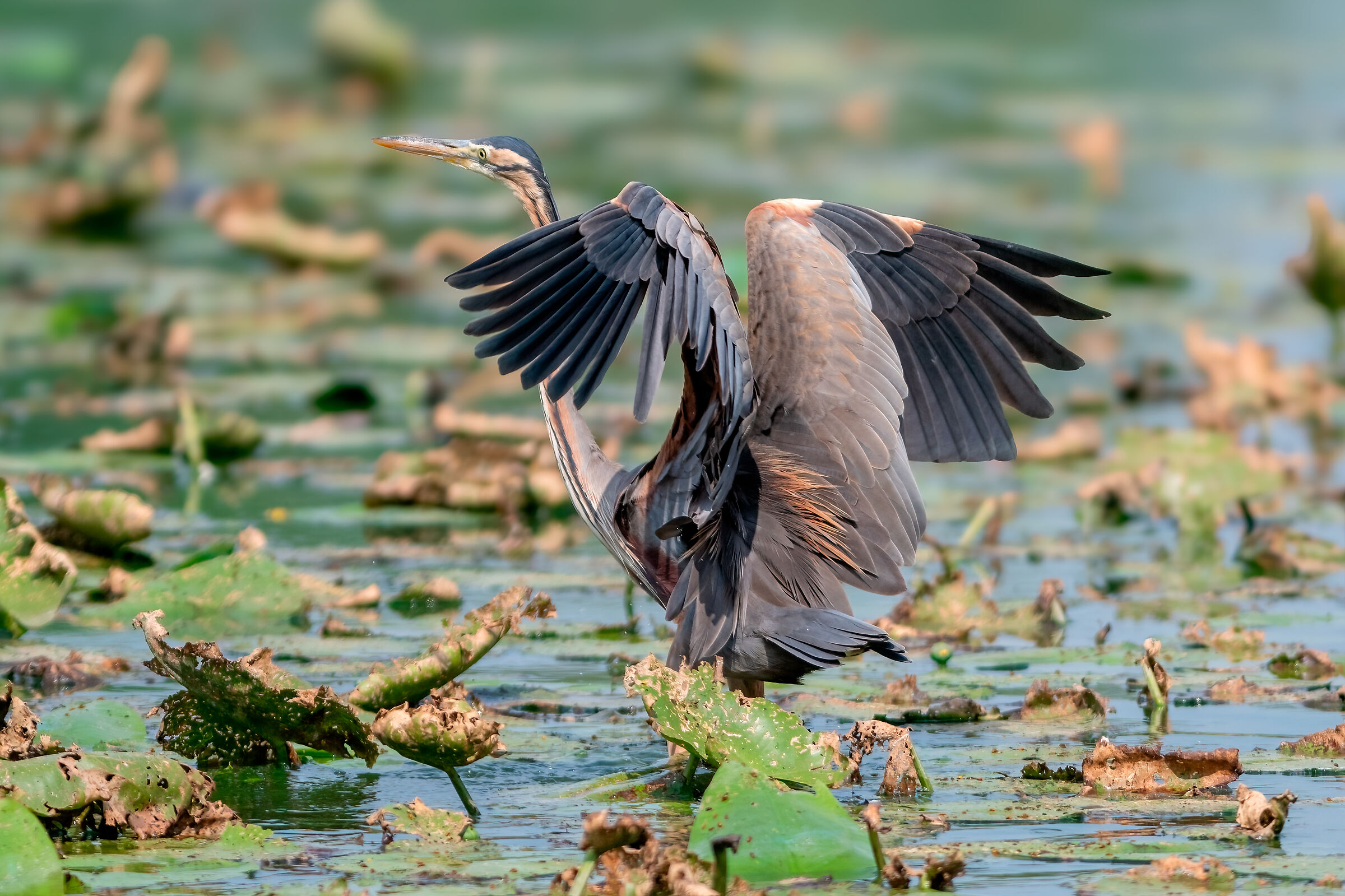 Purple heron